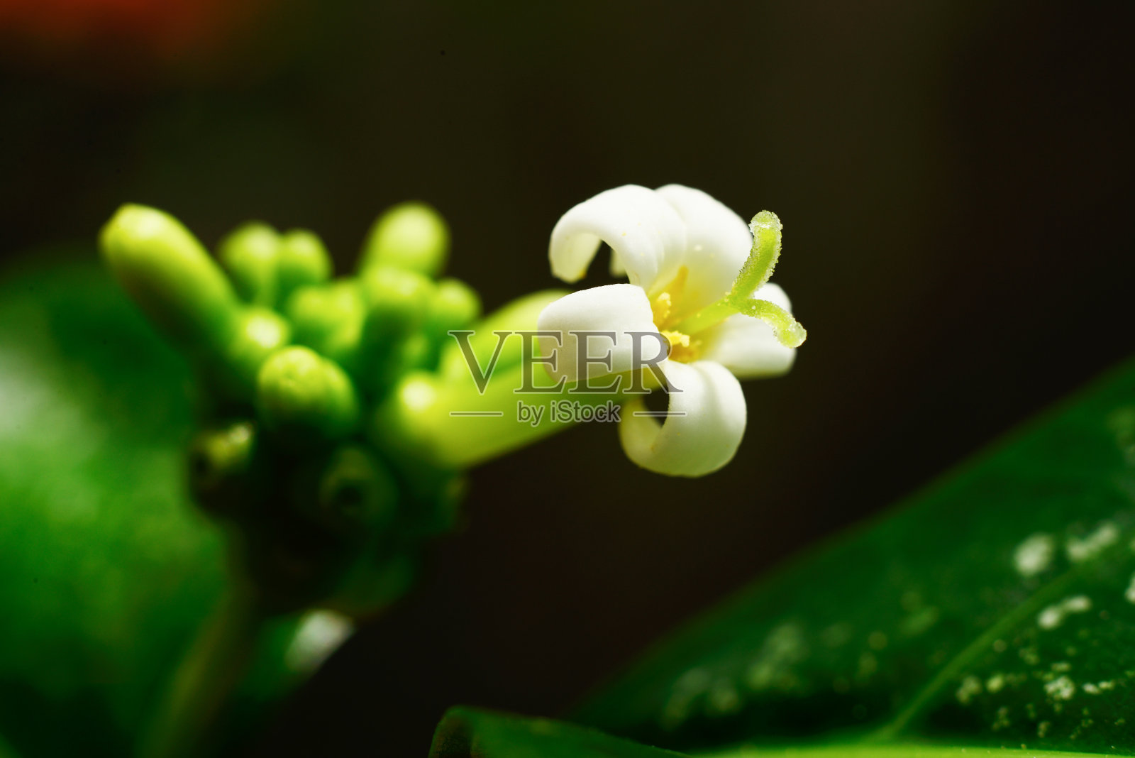 白花上的蚂蚁。宏照片摄影图片