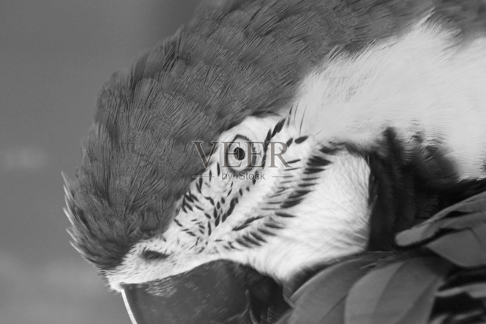 鹦鹉照片摄影图片