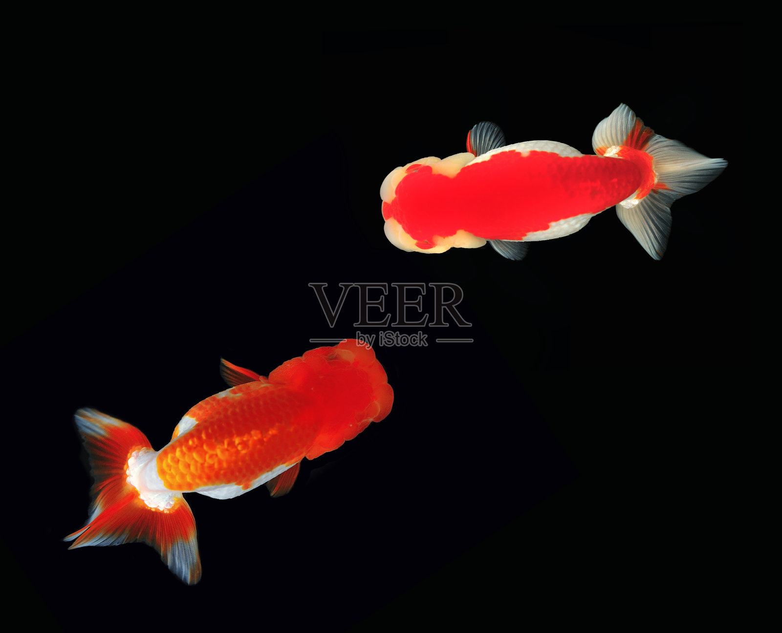 俯视图狮子头金鱼在黑色的背景照片摄影图片