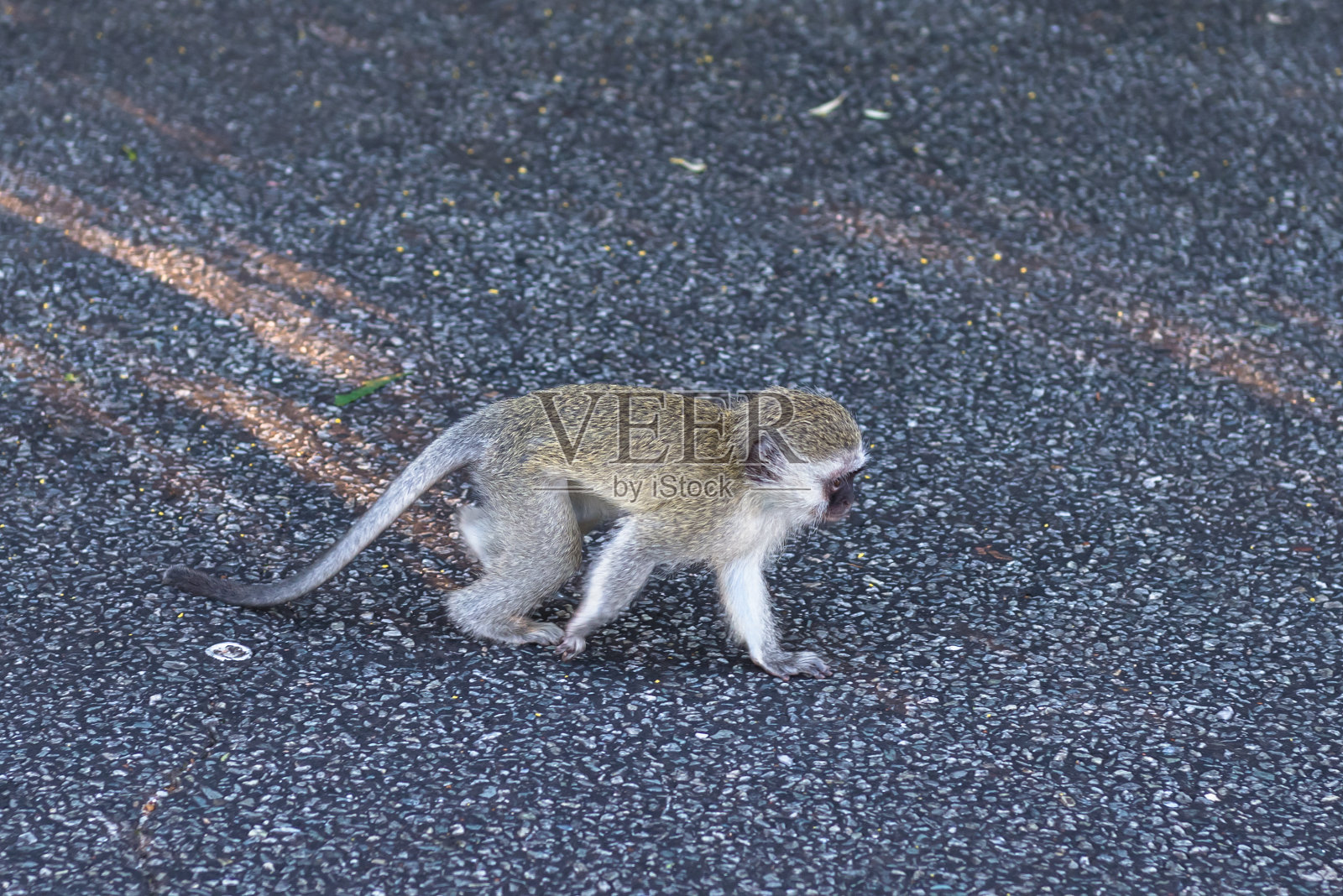 猴子。南非。2015年4月1日。照片摄影图片