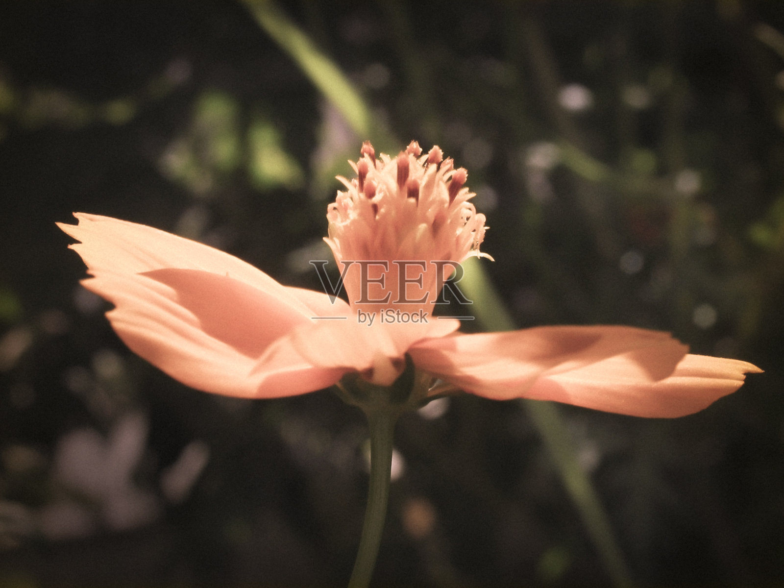 宇宙橙花照片摄影图片