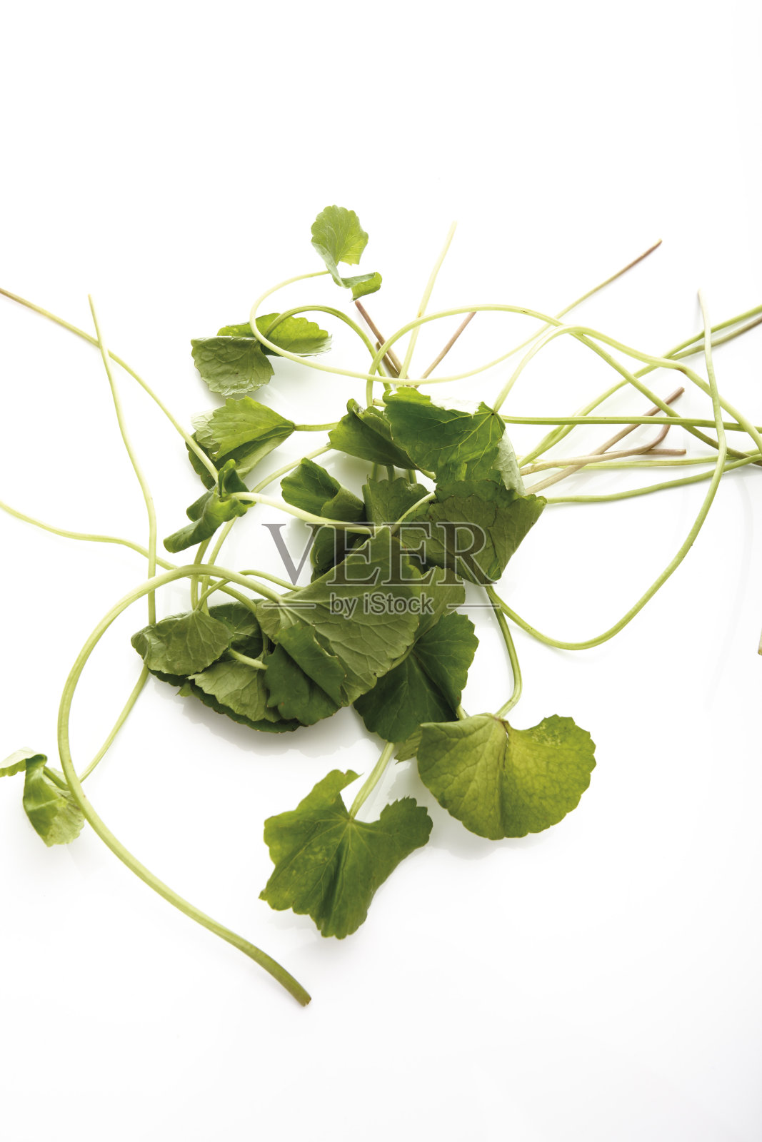 印度蕨草(积雪草)，高架景观照片摄影图片