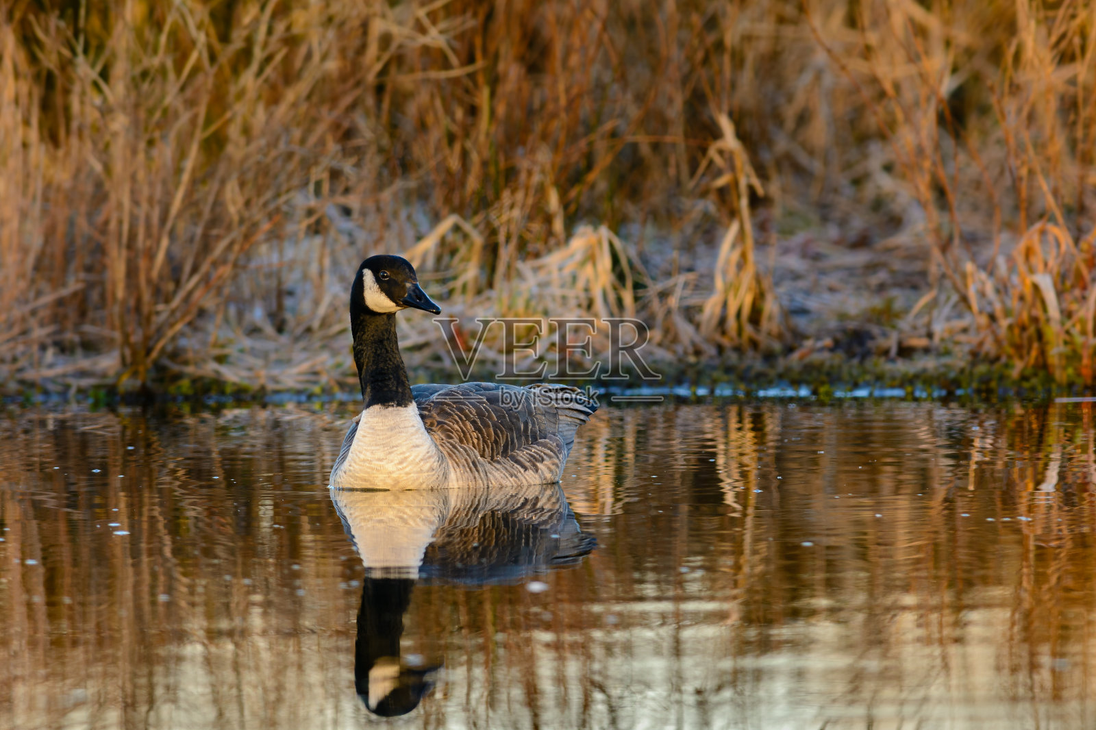 加拿大鹅照片摄影图片