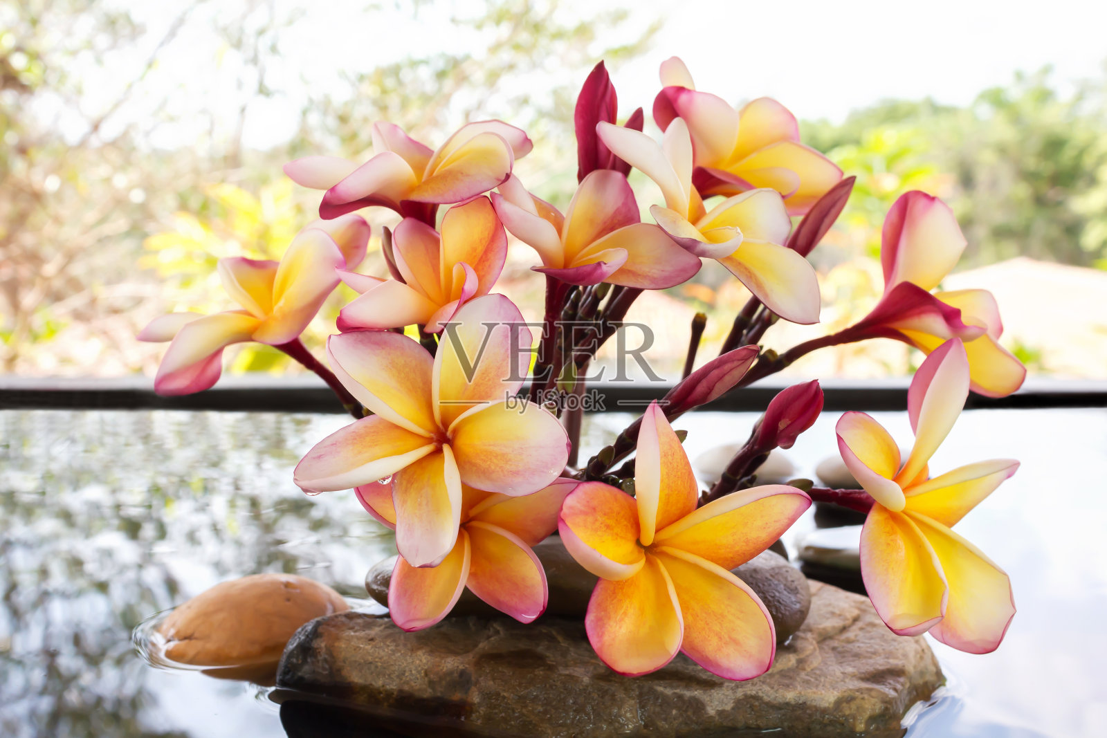 美丽的花鸡蛋花或鸡蛋花上的水和卵石岩石照片摄影图片