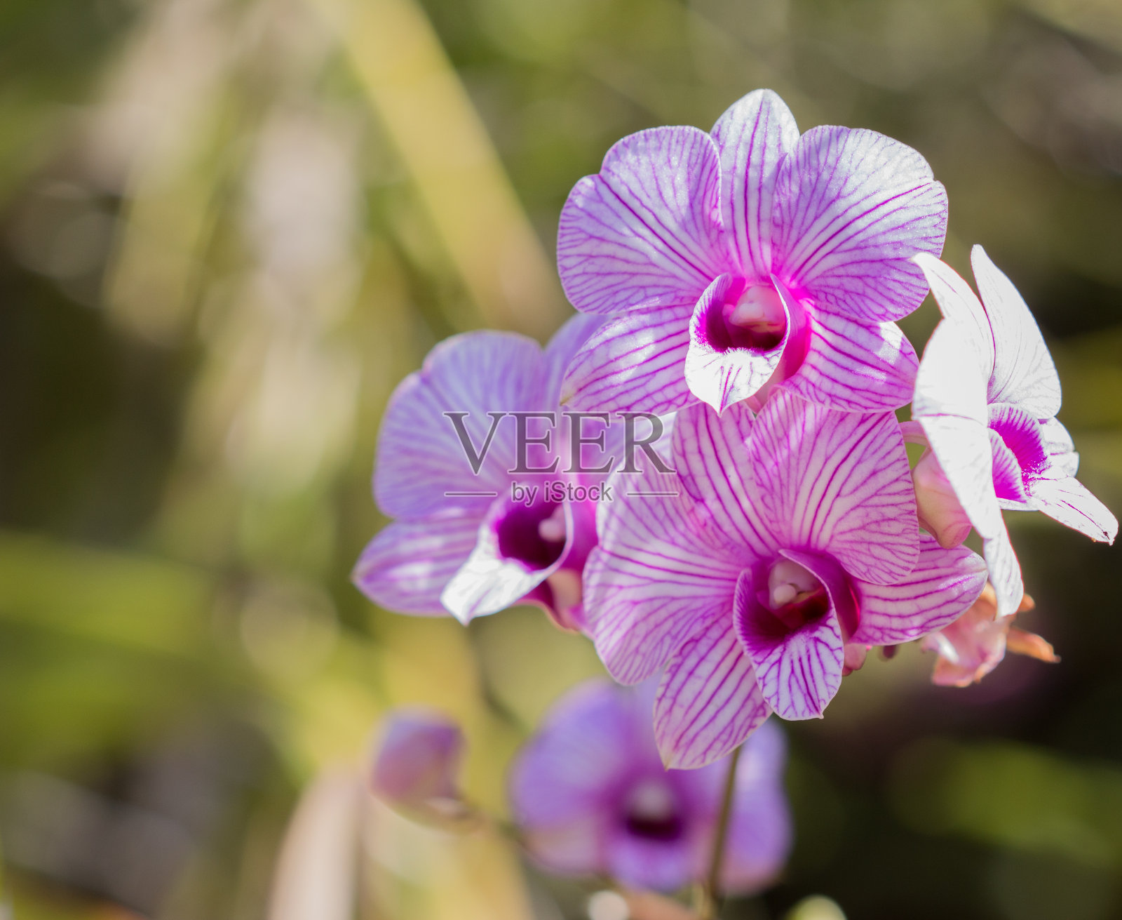 兰花照片摄影图片