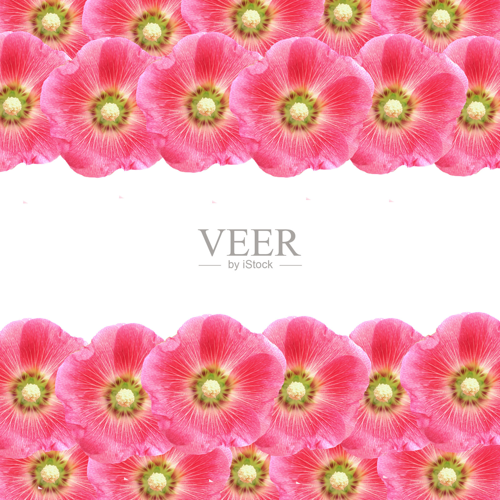 蜀葵花照片摄影图片