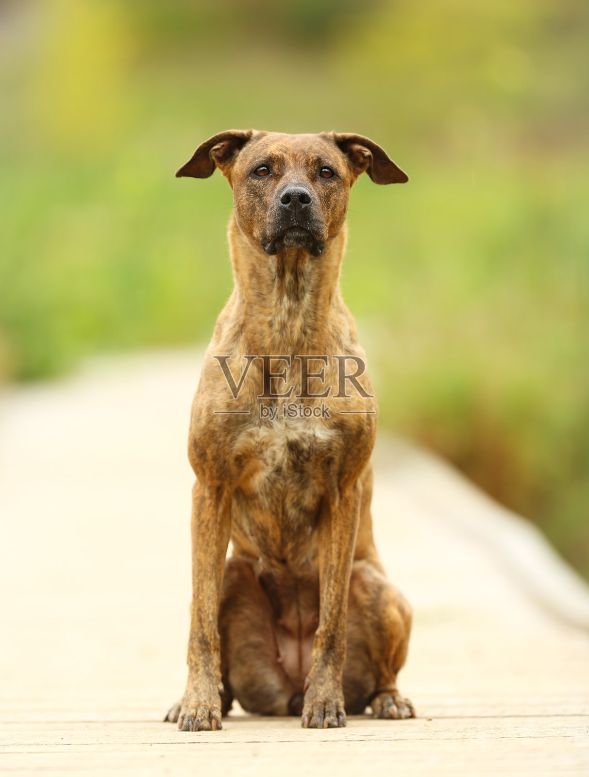 灰狗和拉布拉多犬照片摄影图片