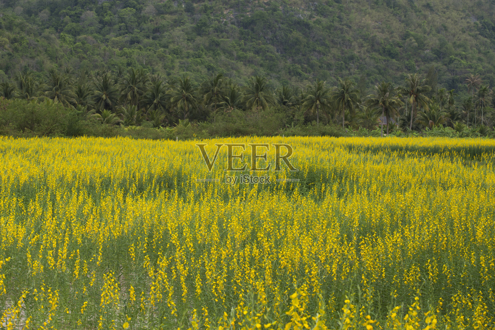 印度麻场照片摄影图片
