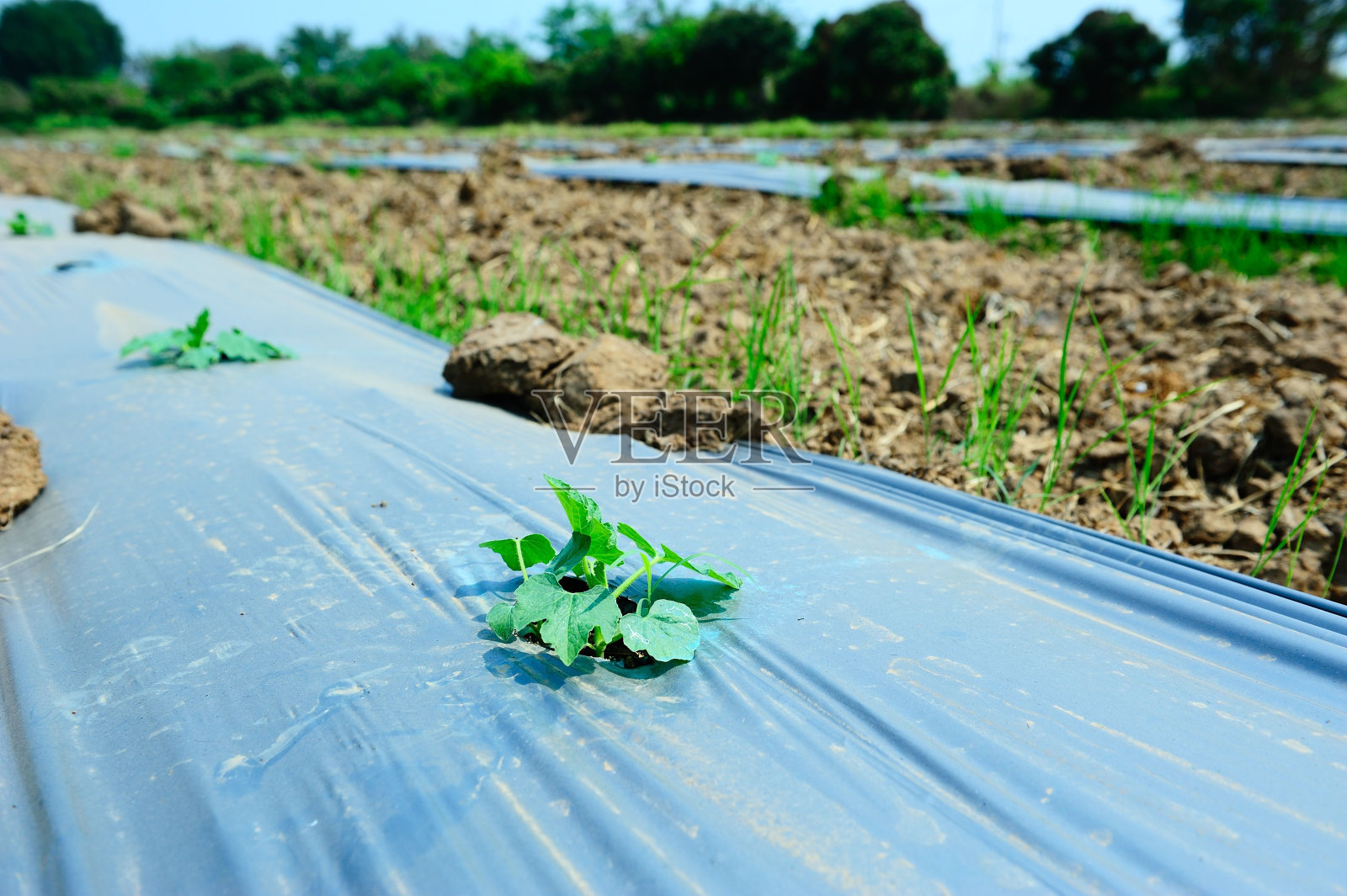 蔬菜的阴谋照片摄影图片