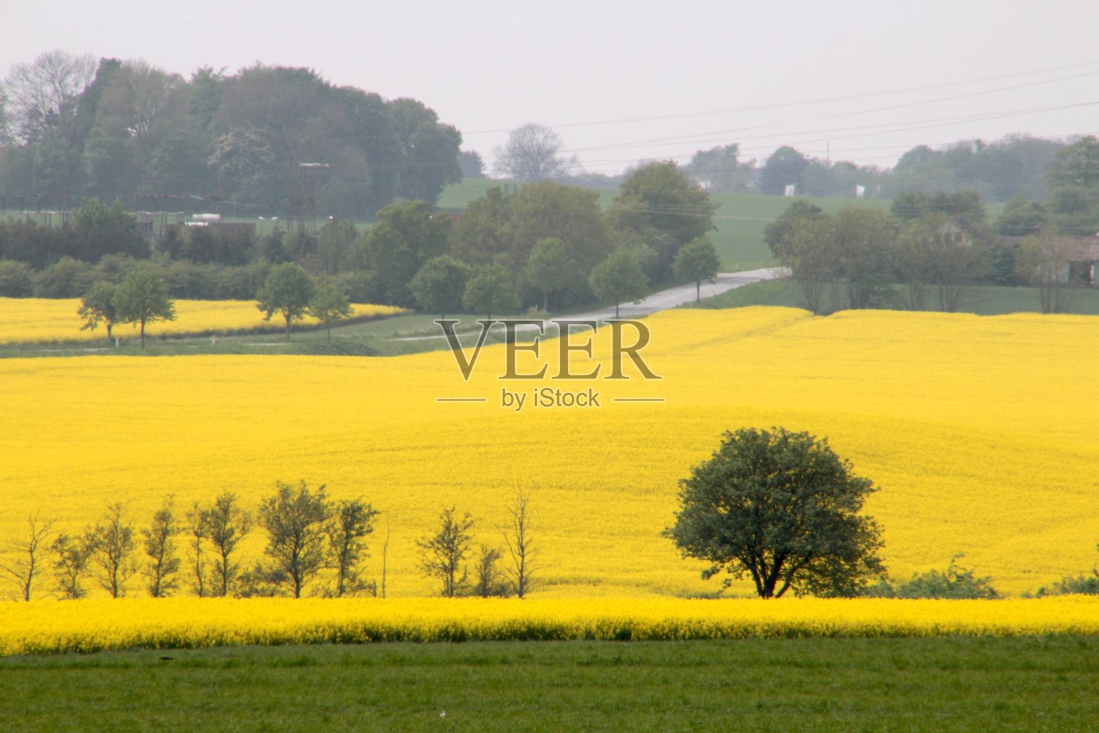 油菜地和绿树照片摄影图片