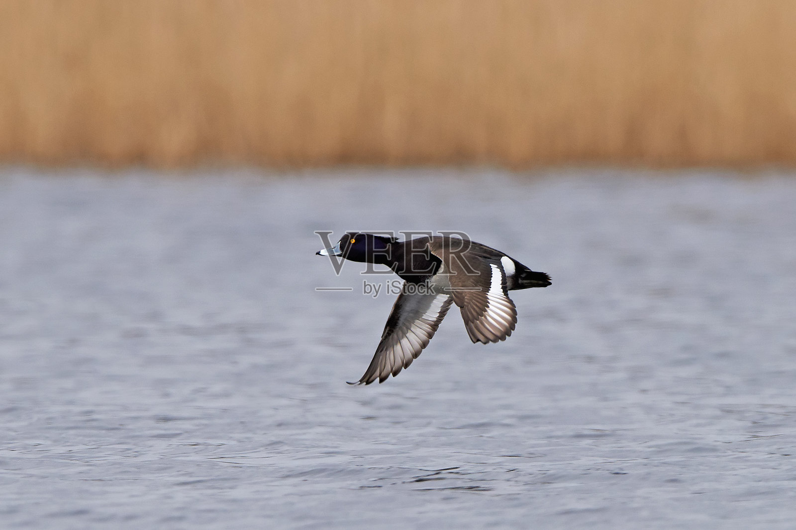 簇毛鸭照片摄影图片