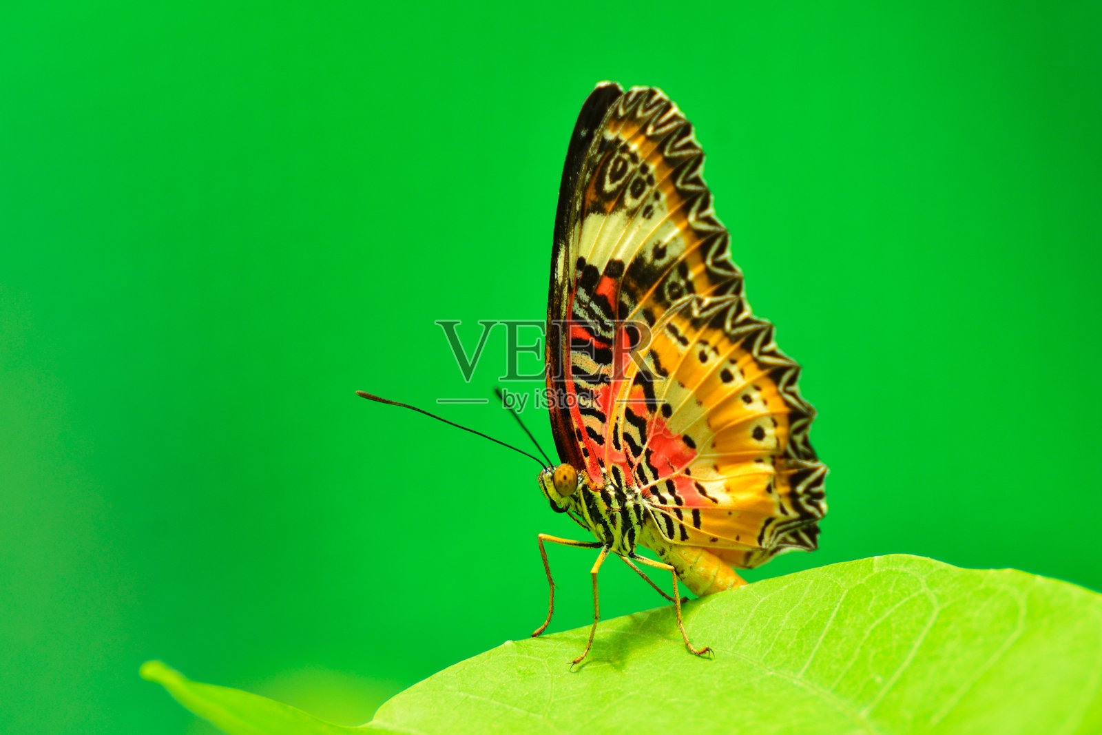 黑脉金斑蝶照片摄影图片