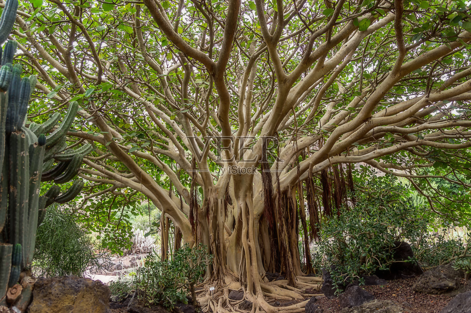 树。照片摄影图片