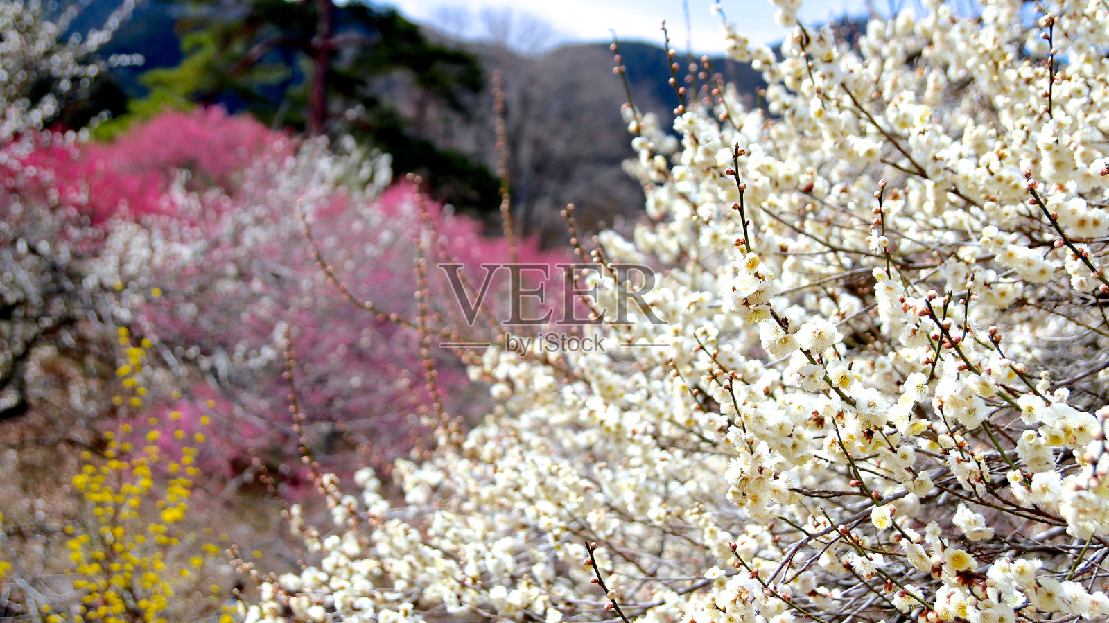 梅花三色照片摄影图片