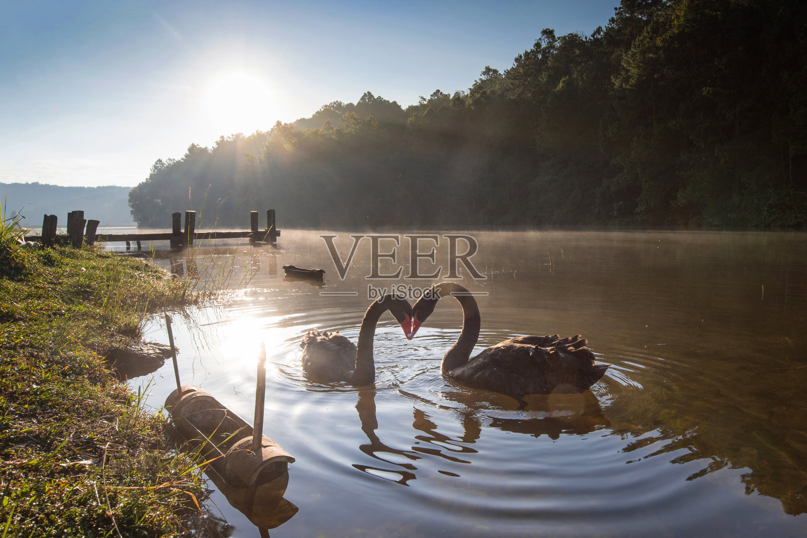 一对相爱的天鹅漂浮在水面上照片摄影图片