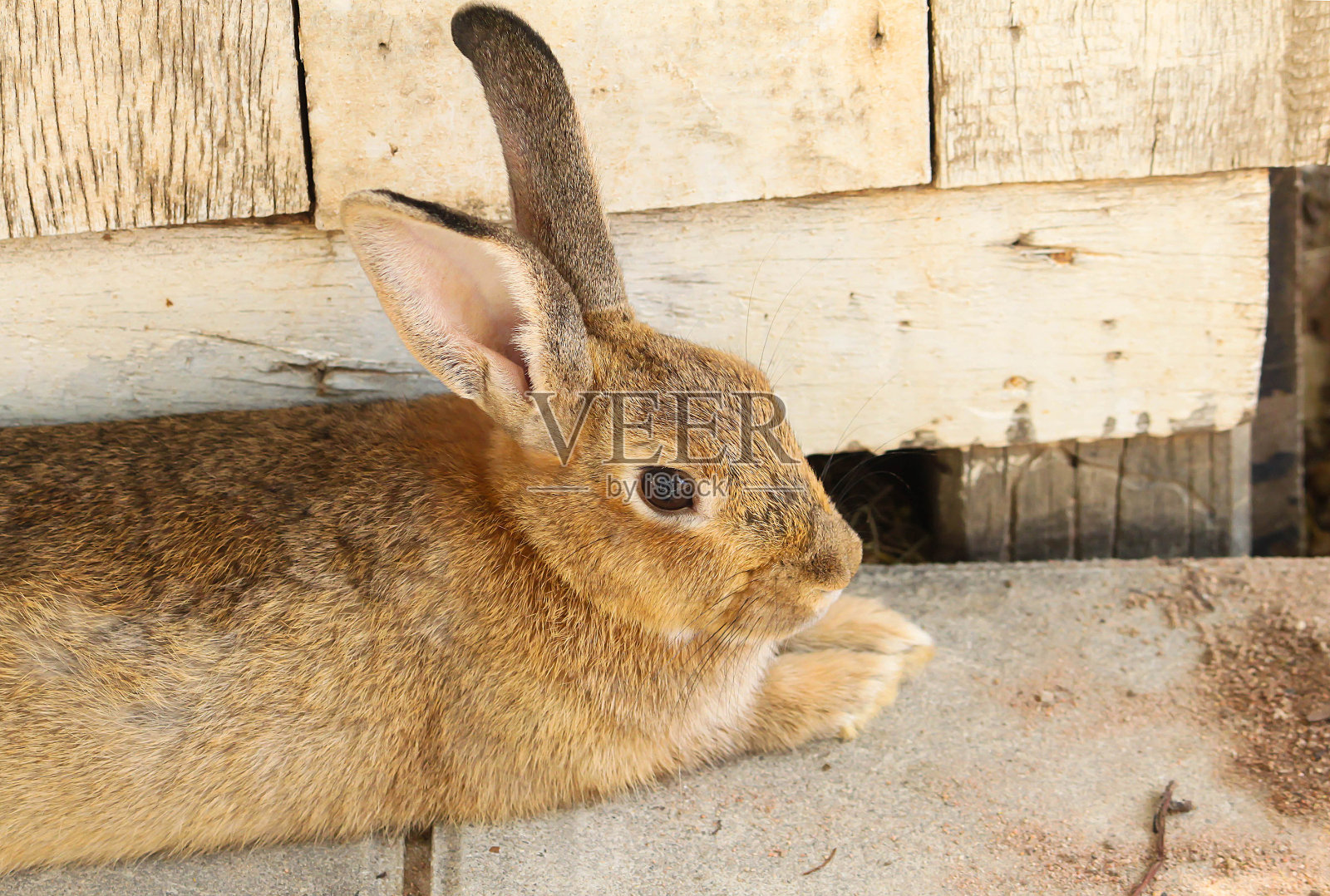 可爱的棕色兔子睡在水泥地上照片摄影图片