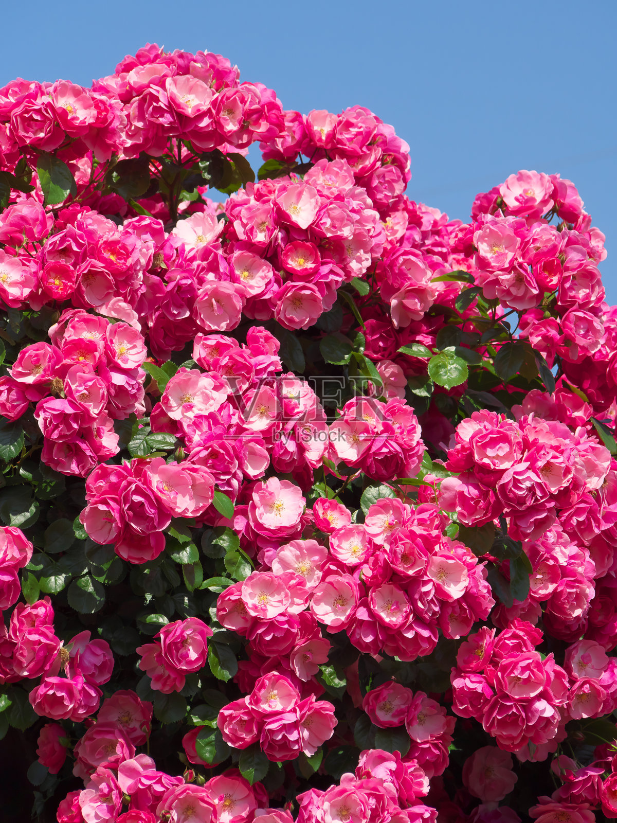 花照片摄影图片