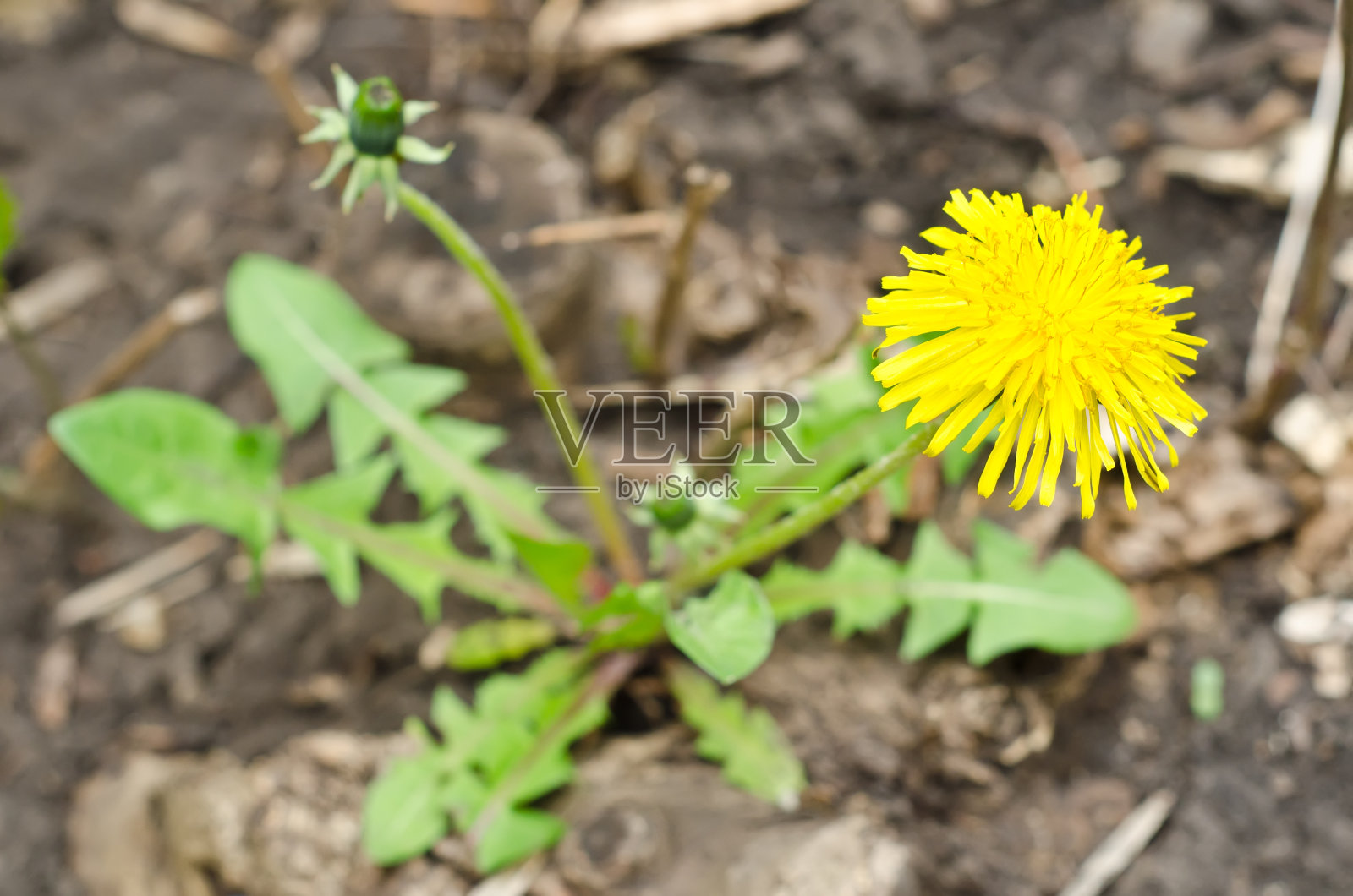 黄色的蒲公英从地里长出来照片摄影图片