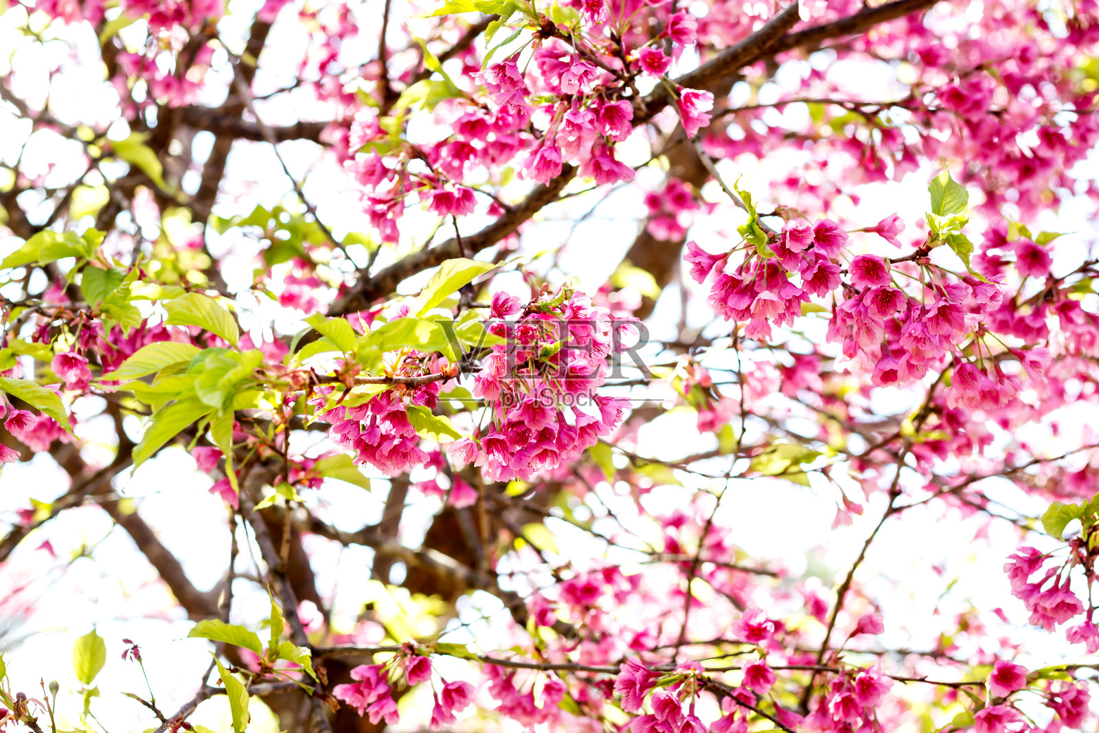 大老虎花照片摄影图片