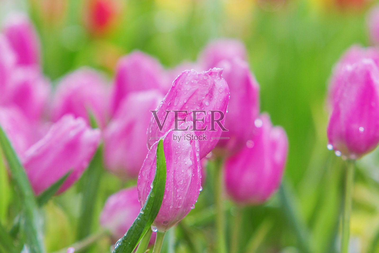 郁金香照片摄影图片