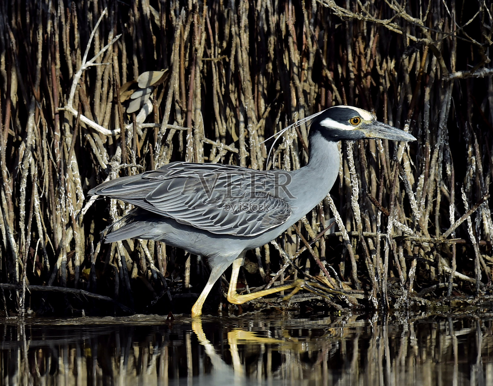 黄冠夜鹭照片摄影图片
