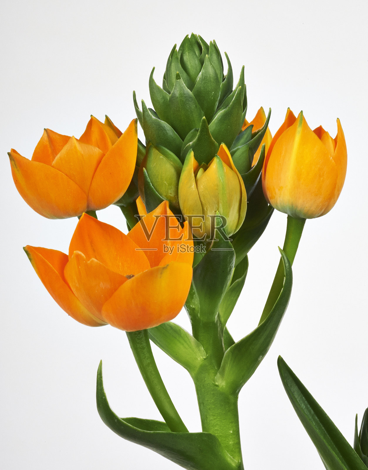 白色背景下的花朵特写镜头照片摄影图片