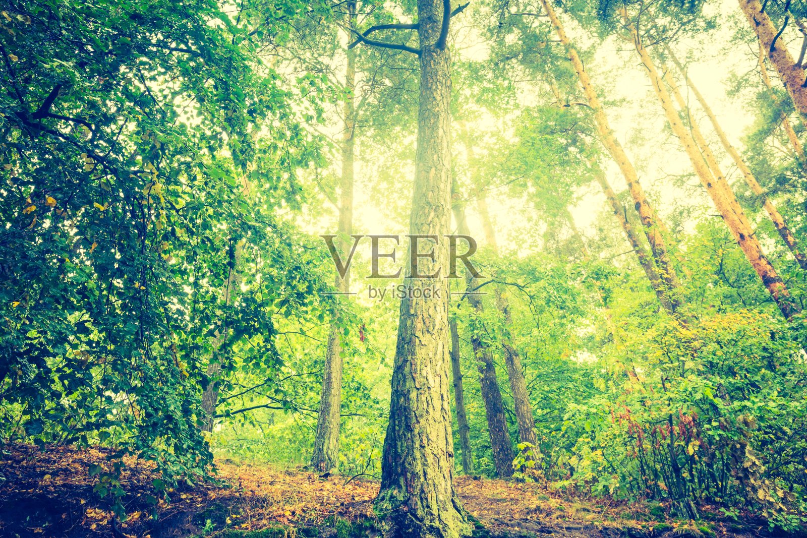 美丽的秋天森林的复古照片照片摄影图片