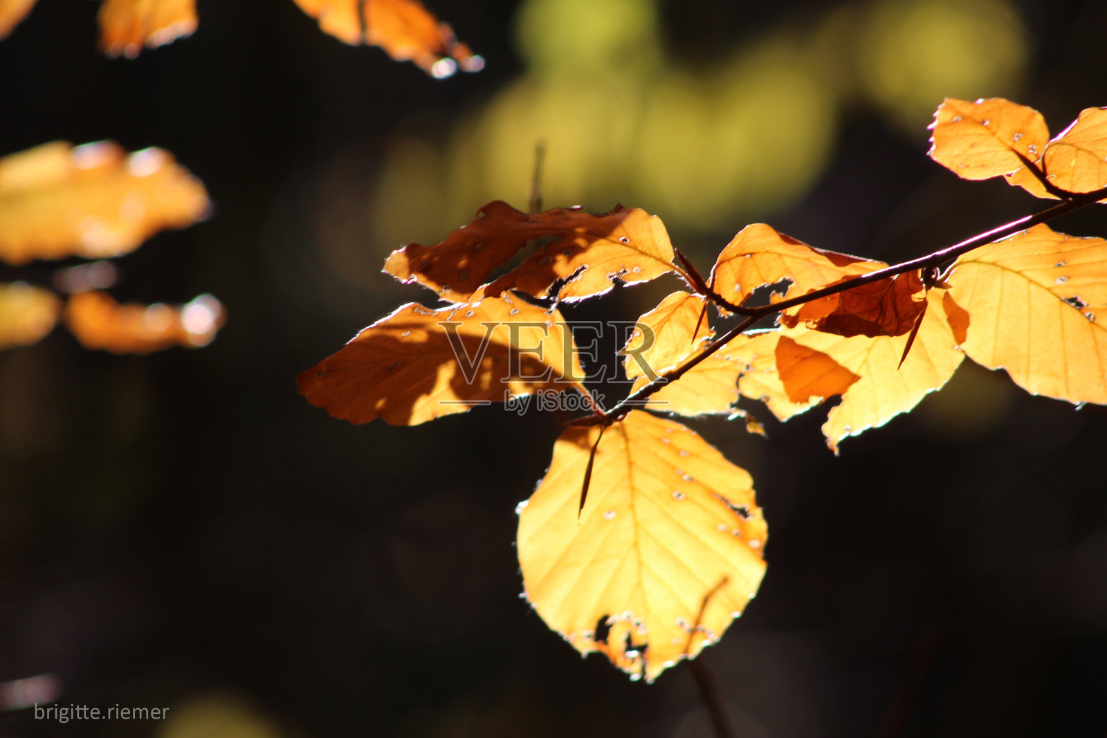 buchenblätter照片摄影图片