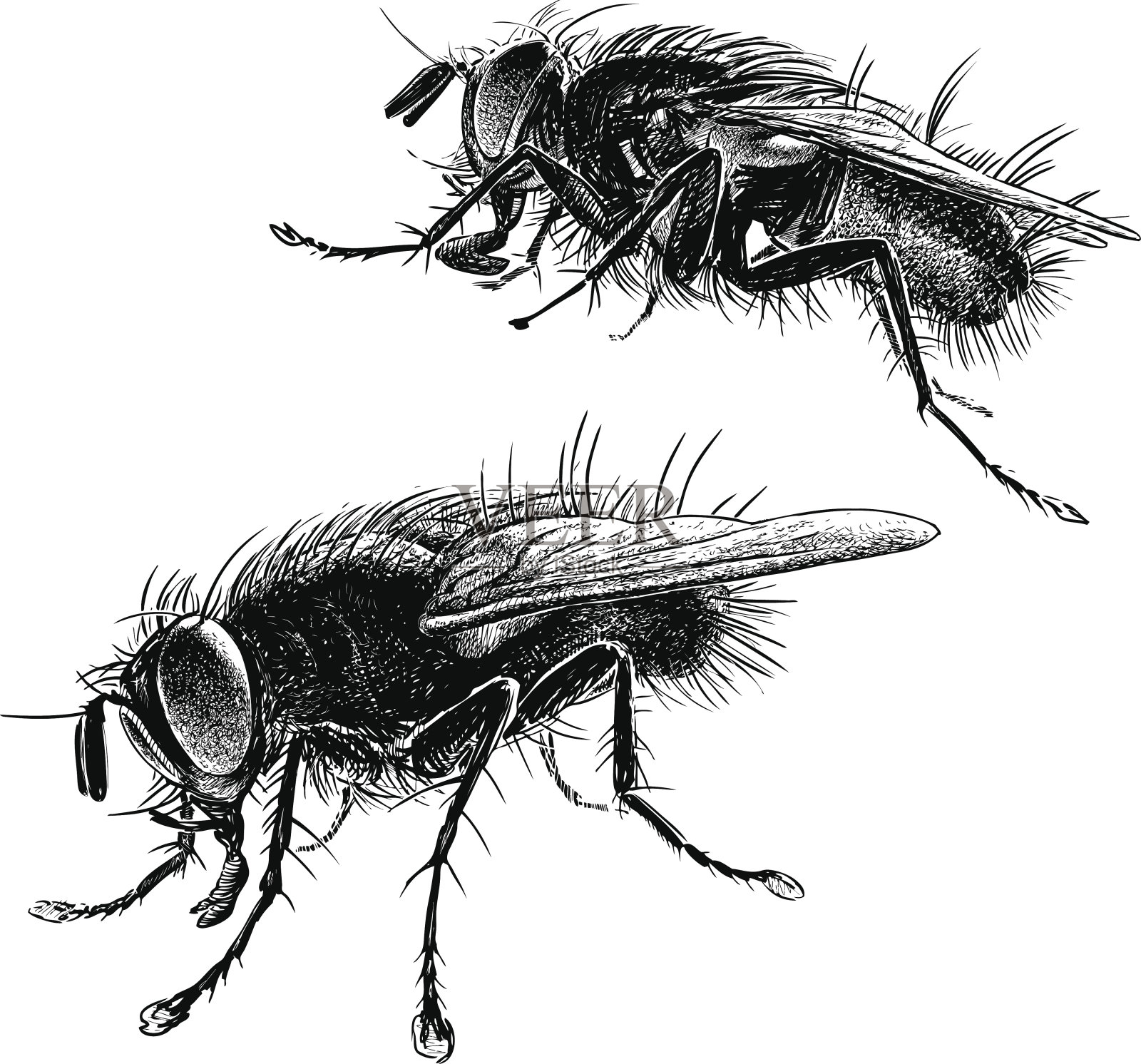 大苍蝇插画图片素材