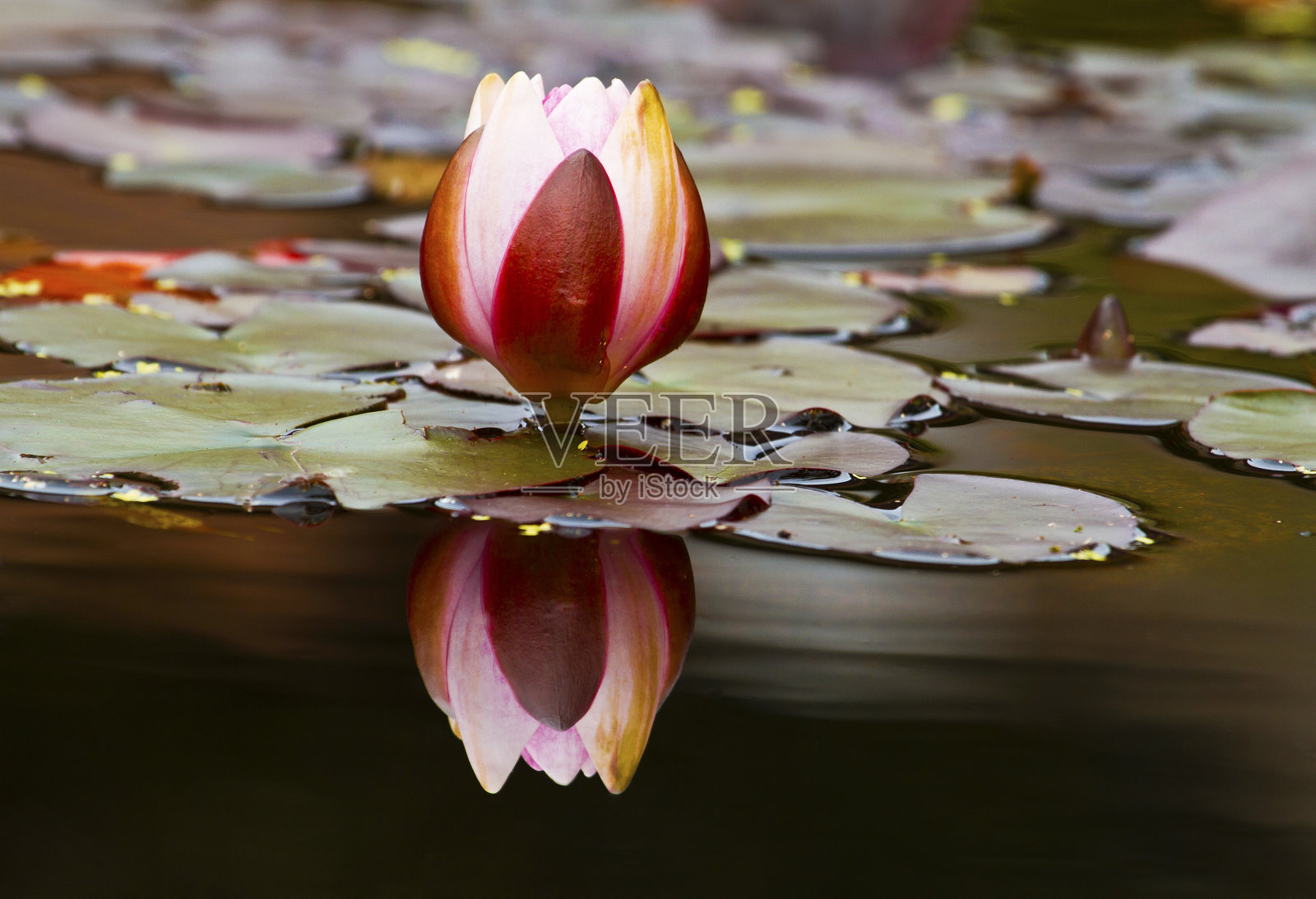 睡莲反射照片摄影图片