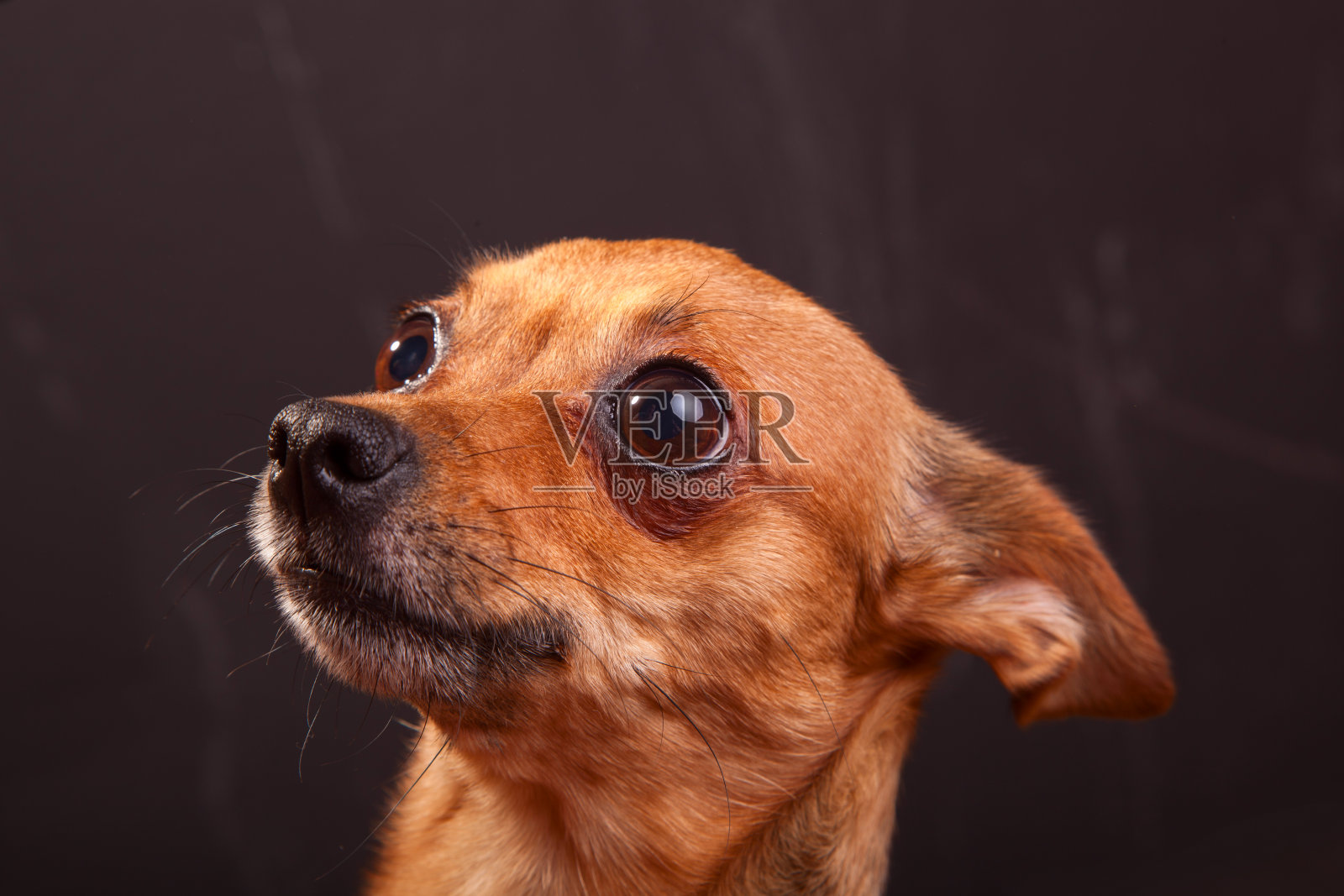 有吸引力的，可爱的狗，玩具小猎犬照片摄影图片