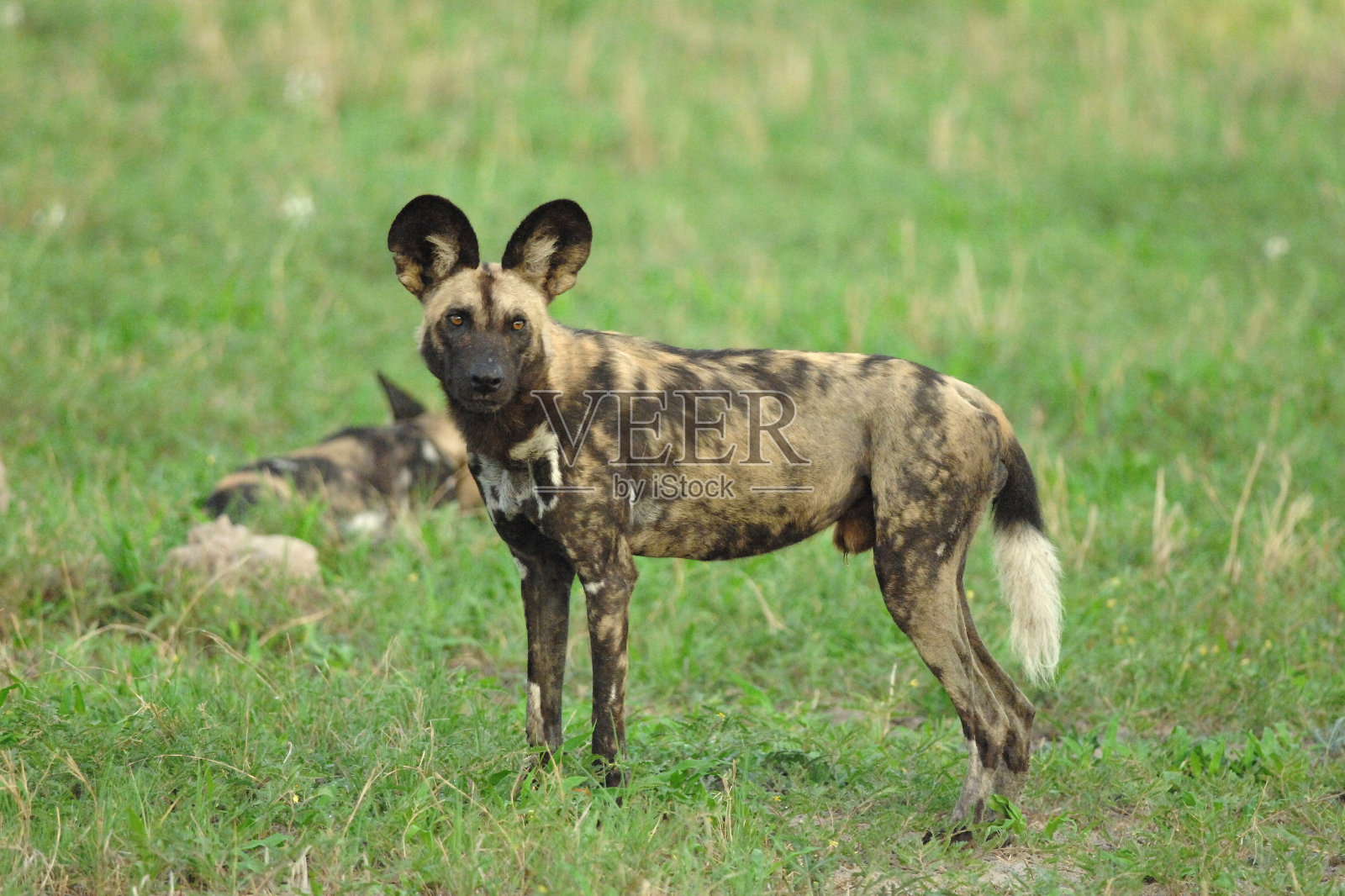 野生的狗照片摄影图片