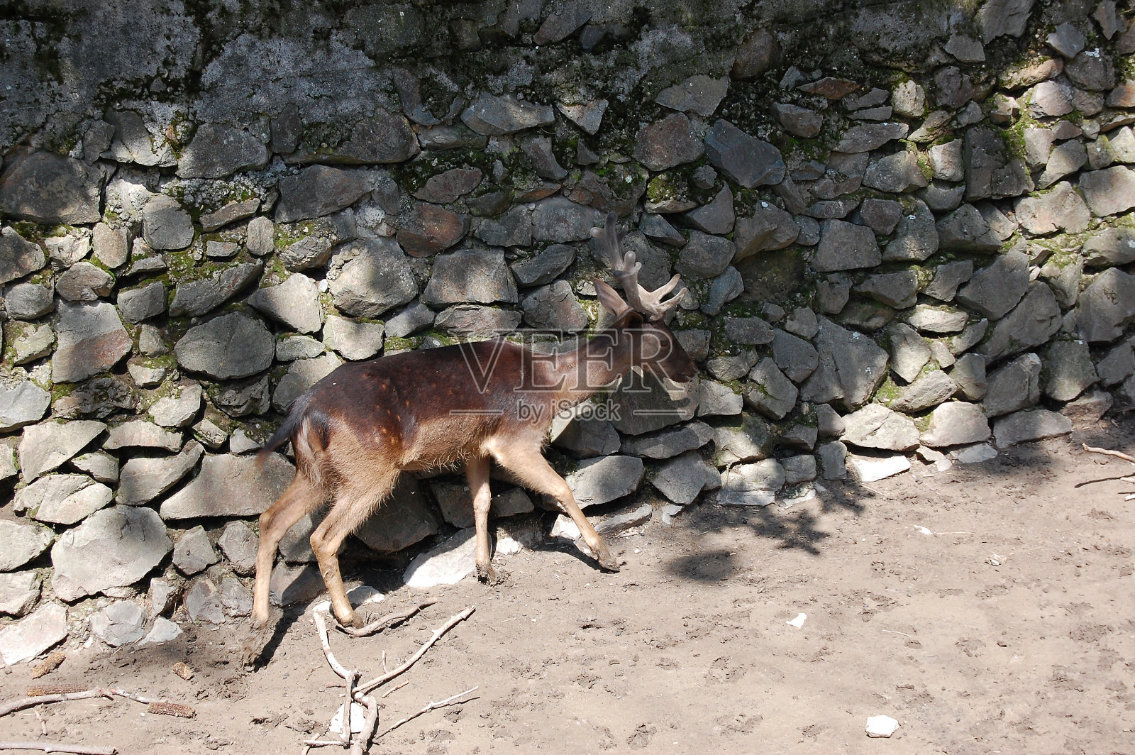 鹿照片摄影图片