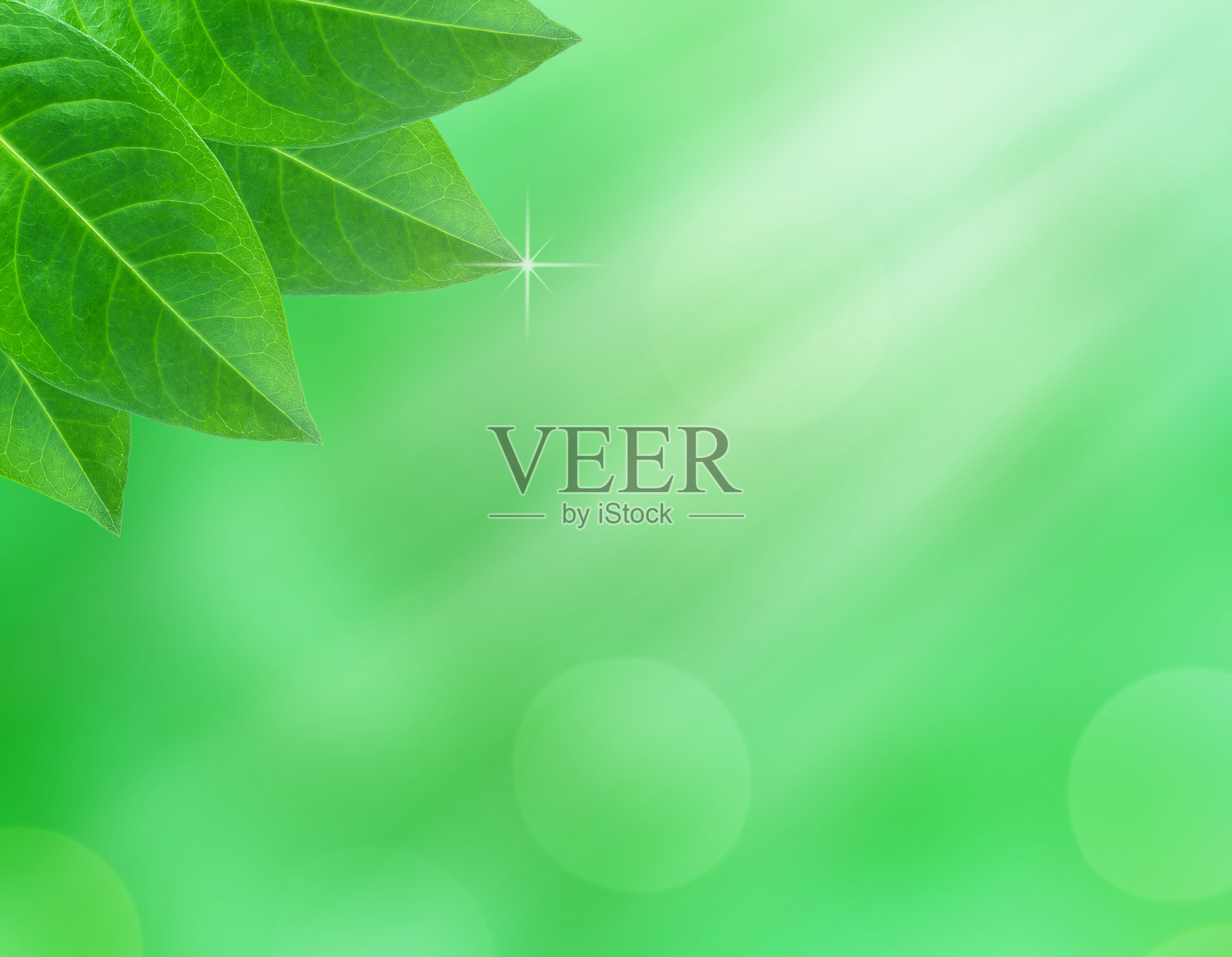 叶自然背景照片摄影图片