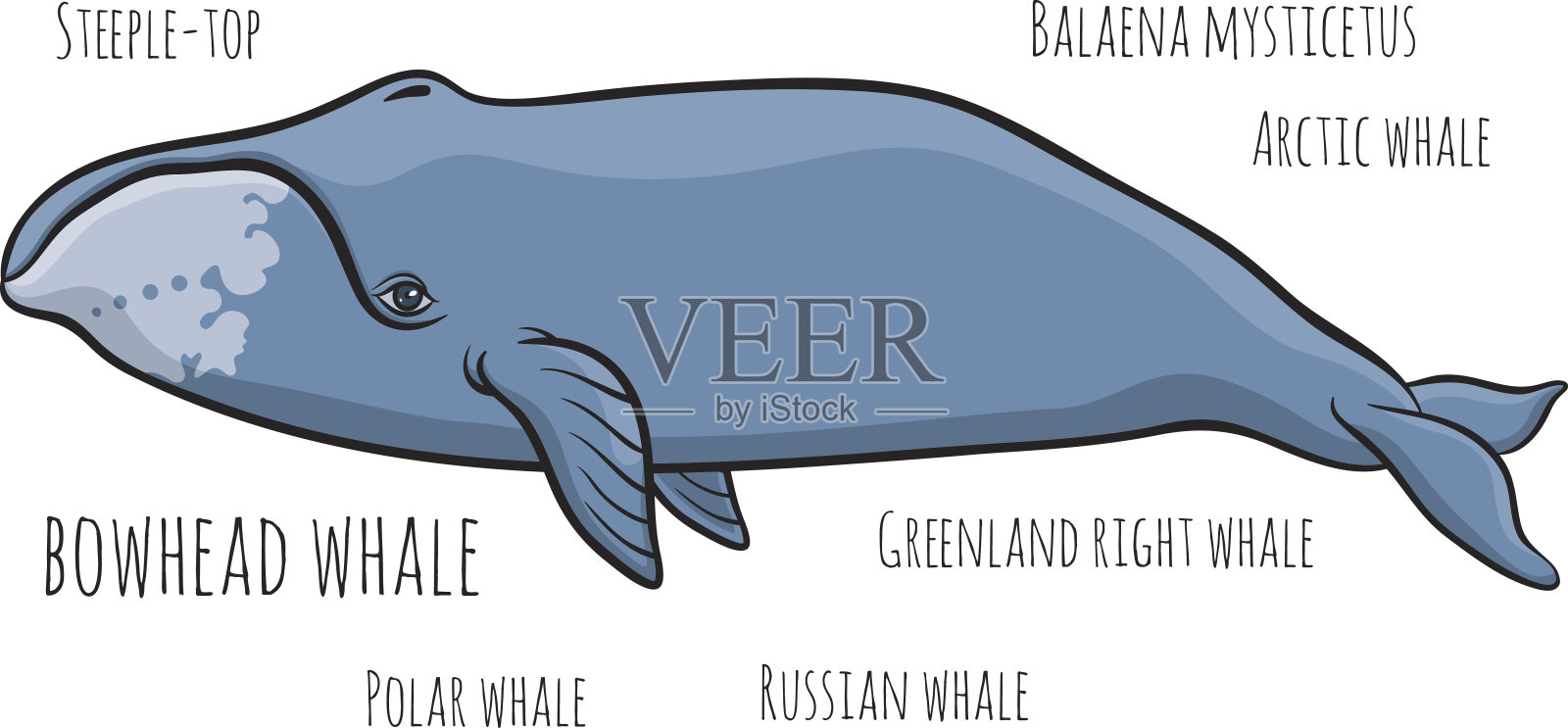 露脊鲸或格陵兰鲸设计元素图片