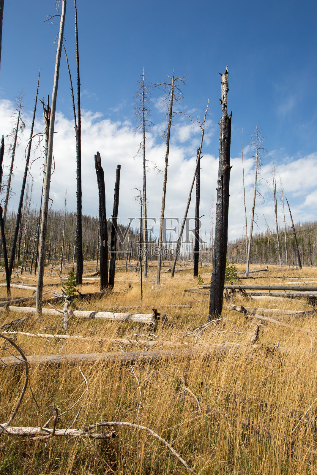 以前被烧毁的森林的风景。照片摄影图片