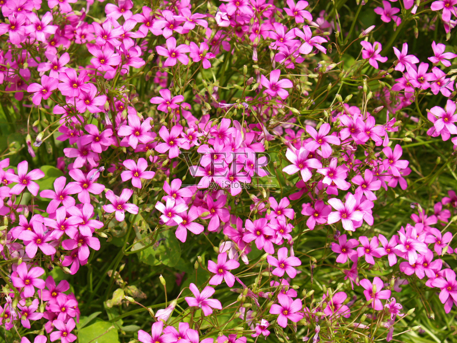 花照片摄影图片
