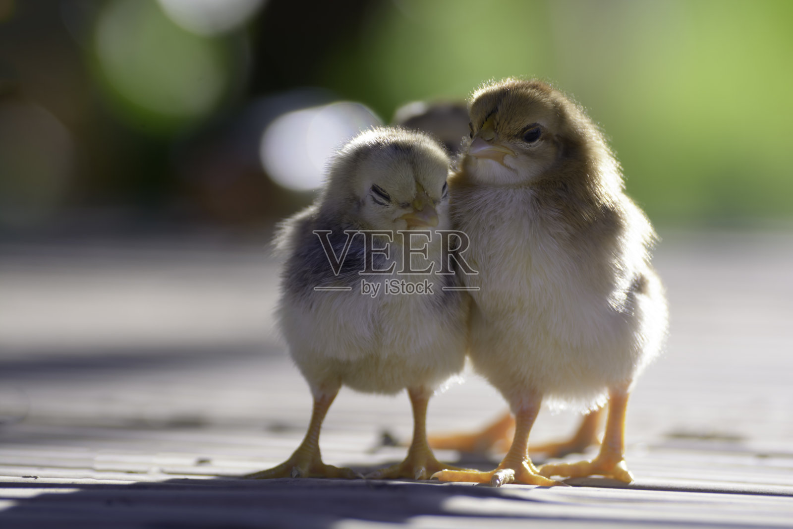 行动的小鸡照片摄影图片
