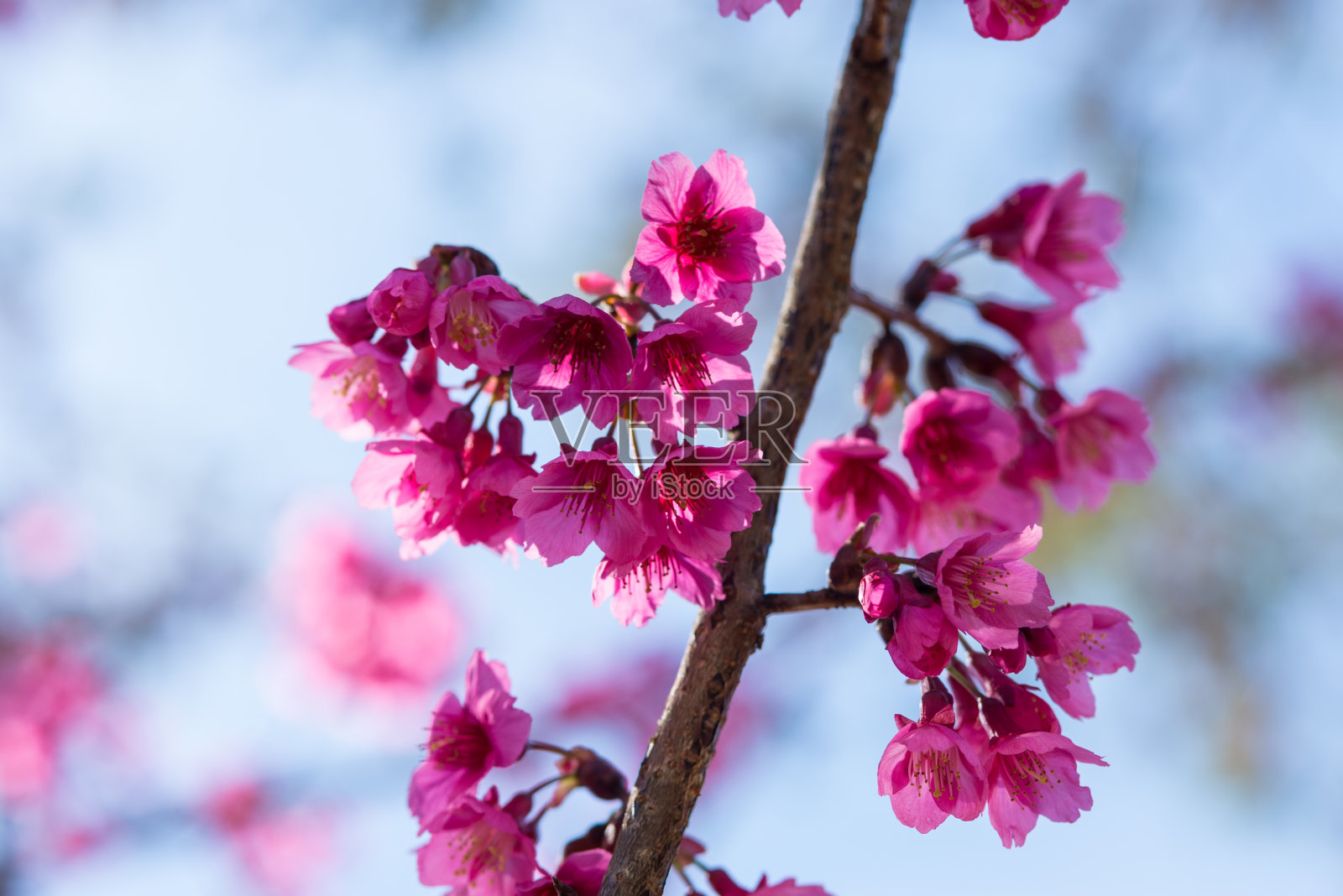 粉红色的樱花与美丽的路Doi Ang Khang，泰国照片摄影图片