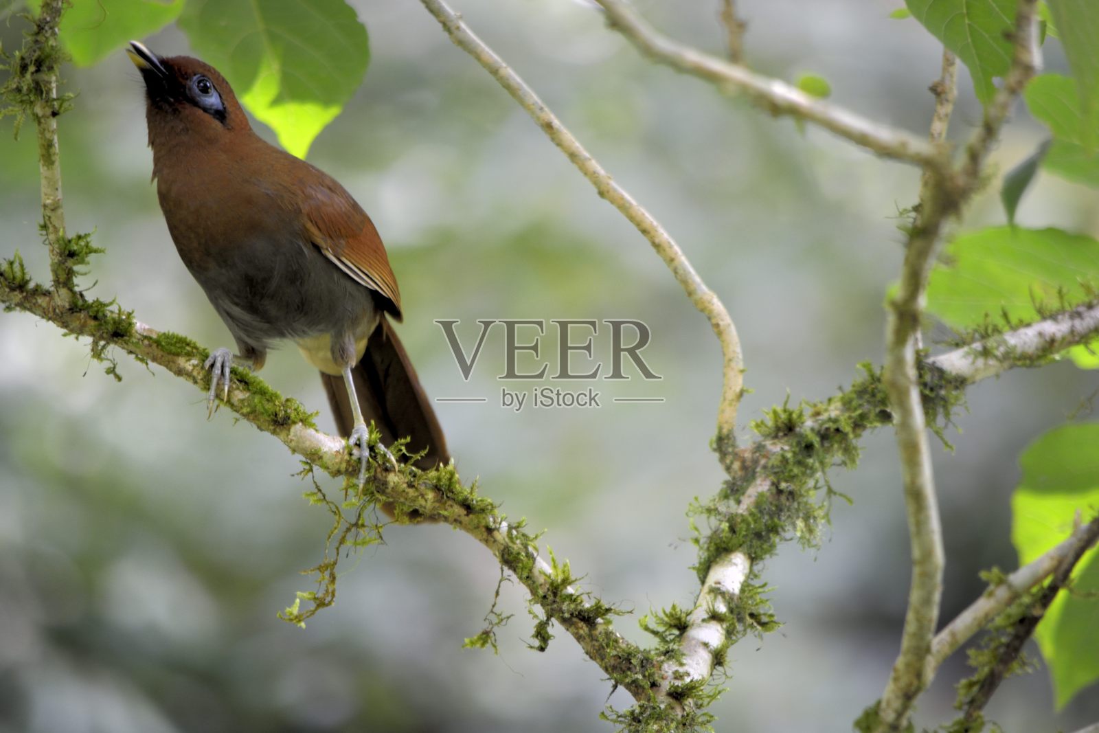 竹鸟照片摄影图片