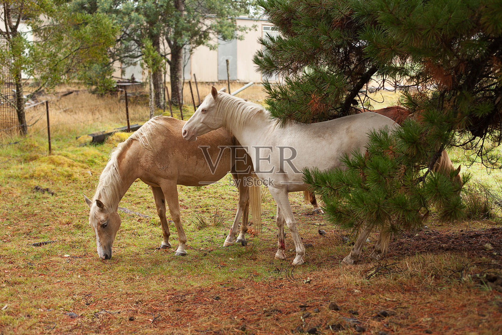 雨中的马照片摄影图片