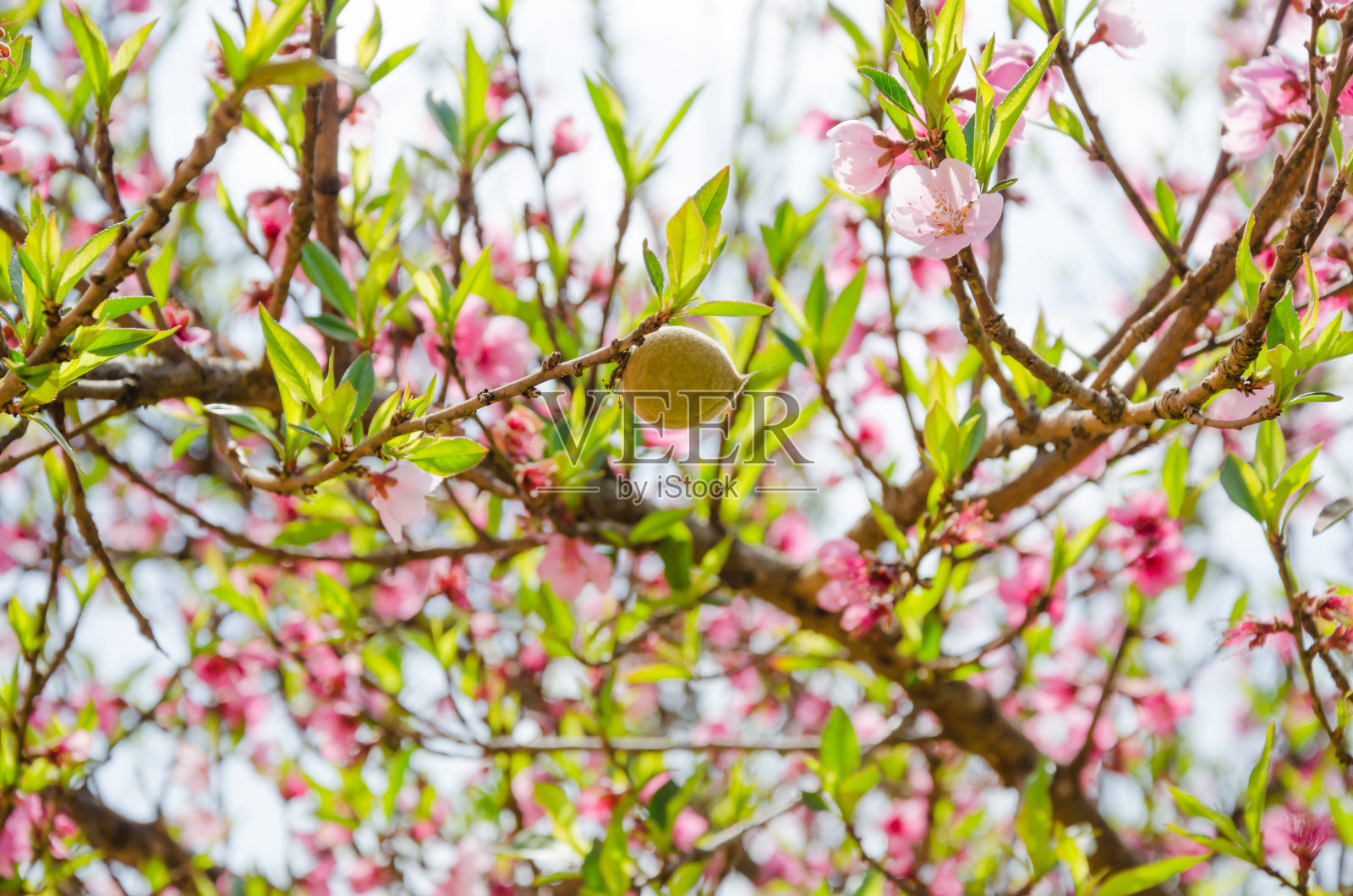 粉红色的花照片摄影图片