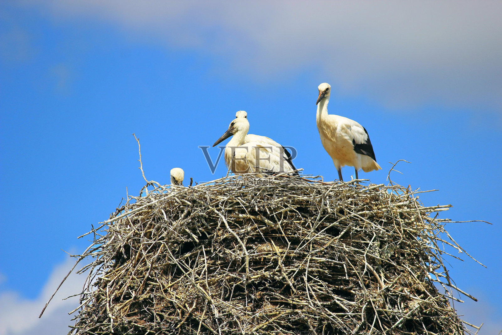 巢中的鹳照片摄影图片