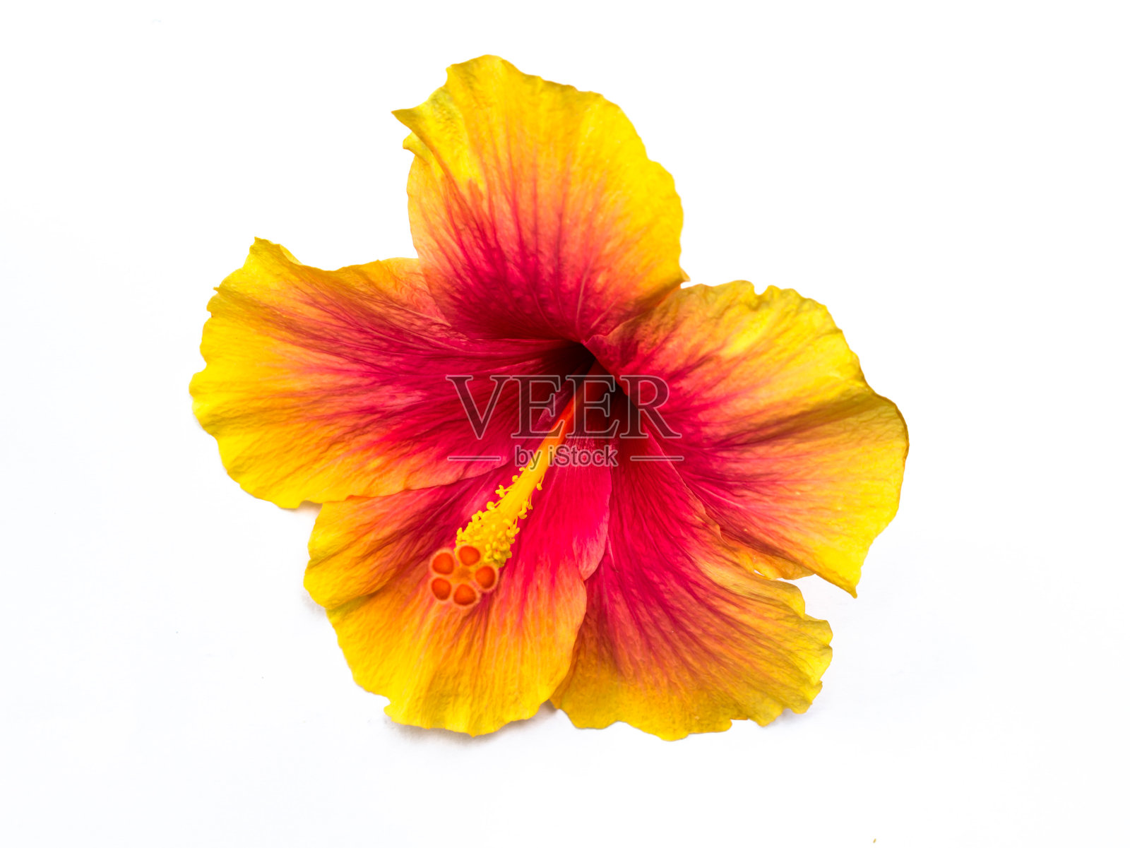 花在白色背景孤立照片摄影图片