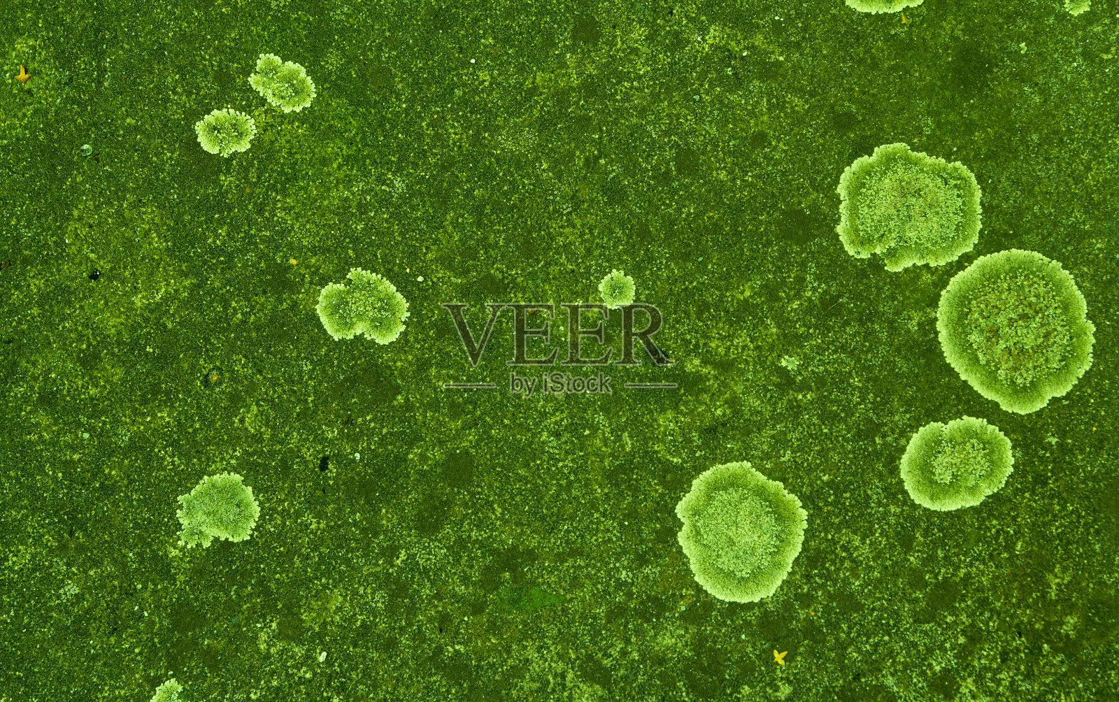 混凝土背景上的苔藓照片摄影图片