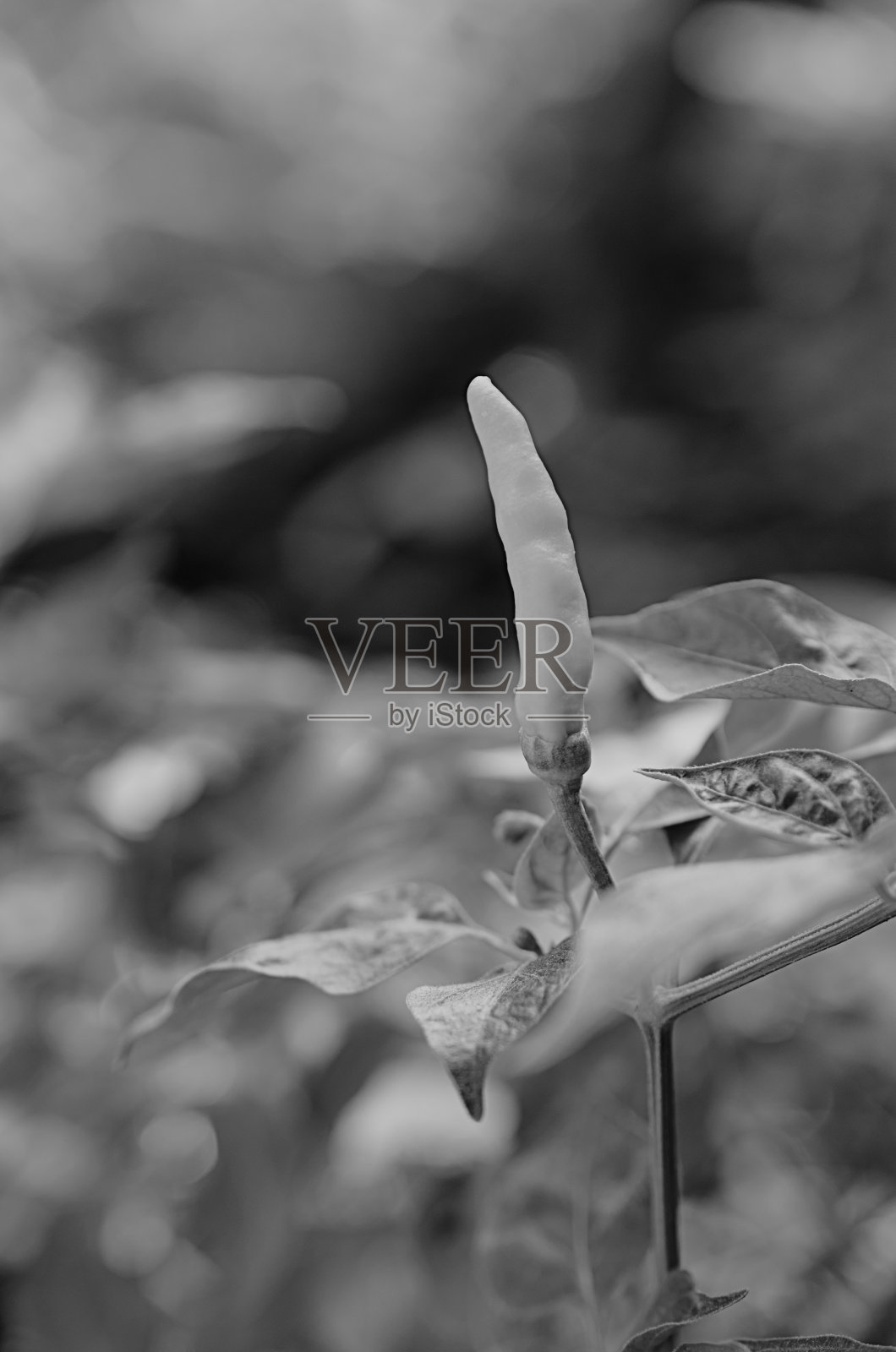 黑白辣椒微距特写背景照片摄影图片