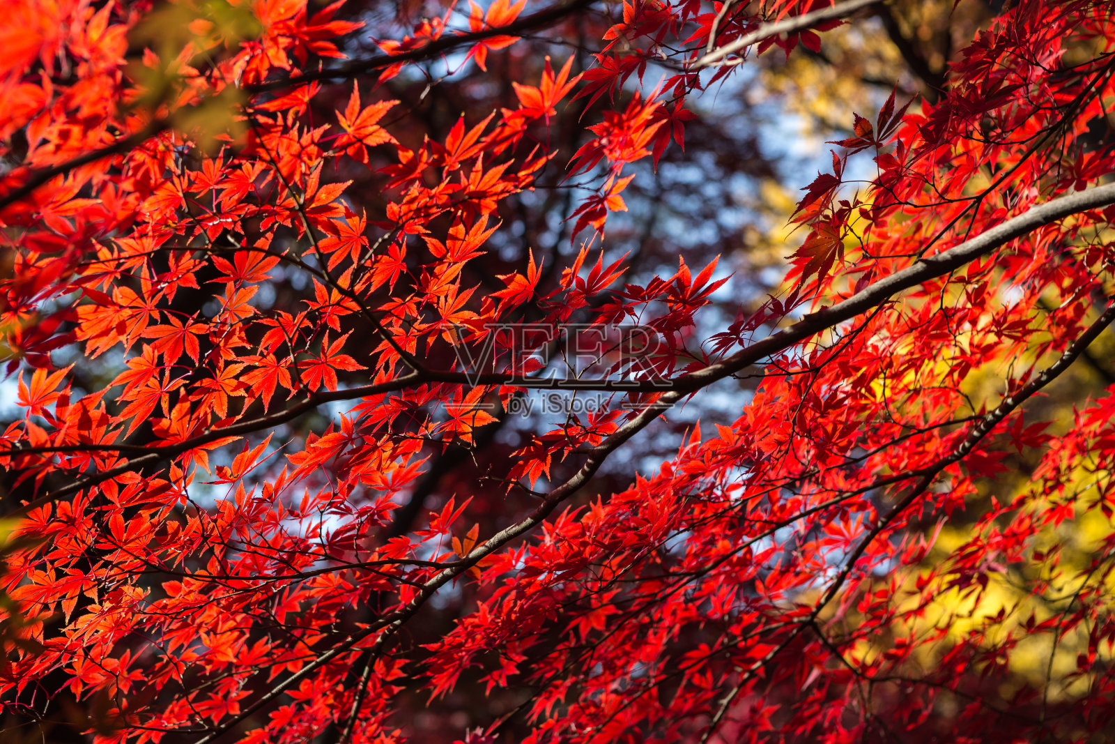 秋天的落叶照片摄影图片