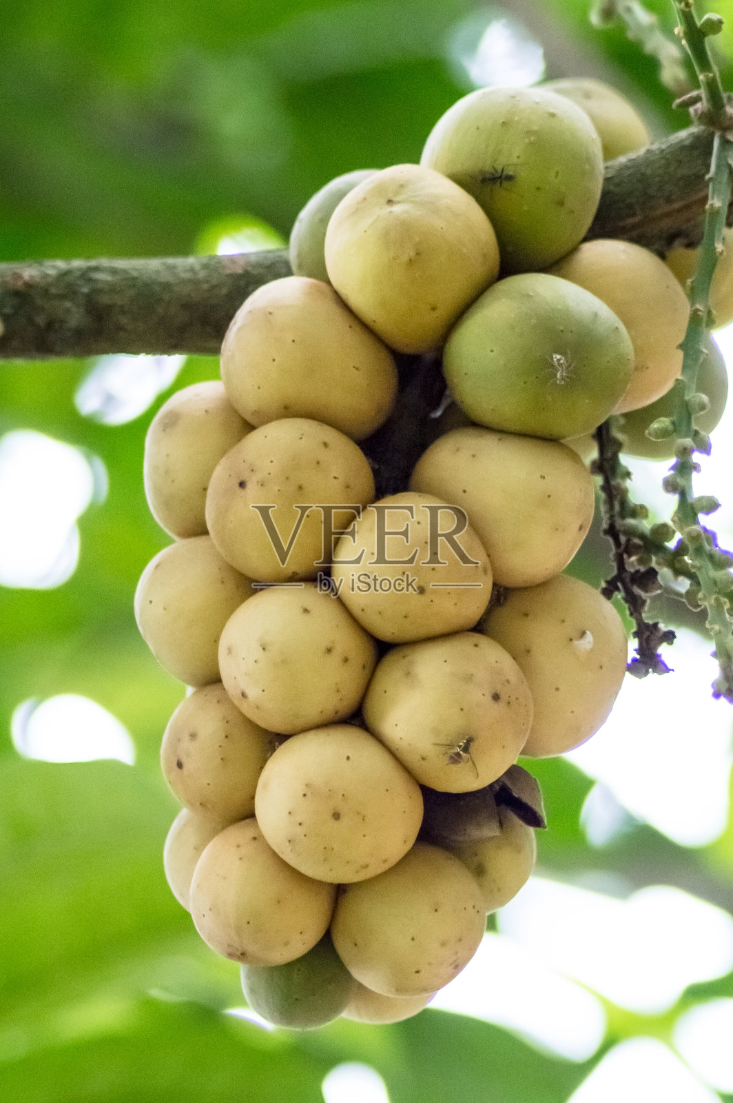 楝科照片摄影图片