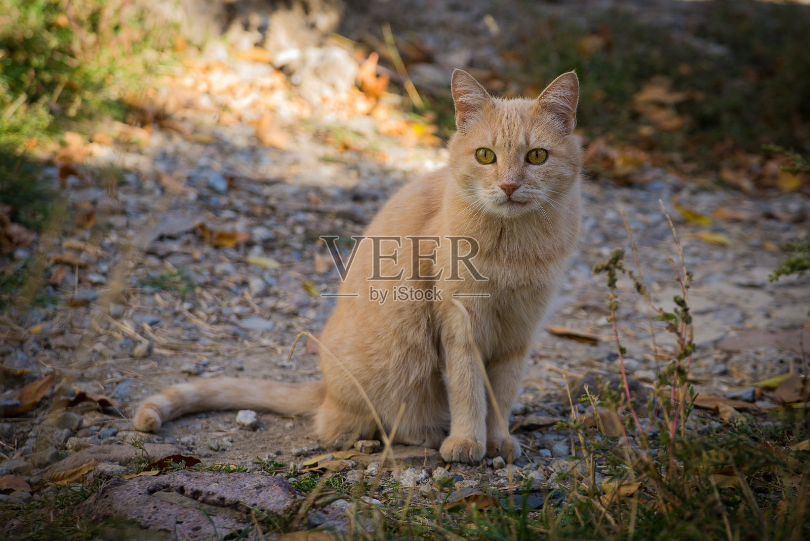 光红猫照片摄影图片