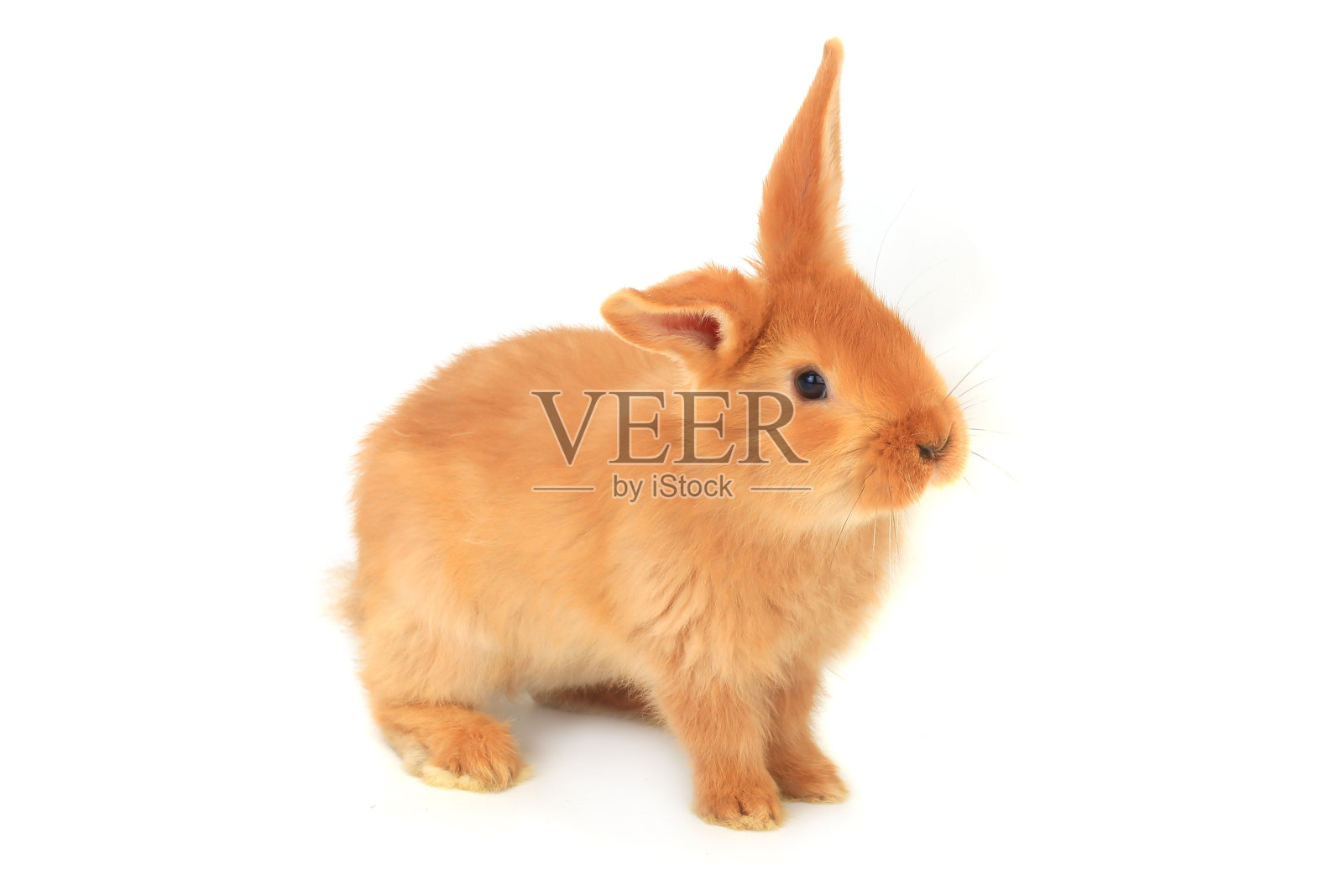 棕色的兔子照片摄影图片